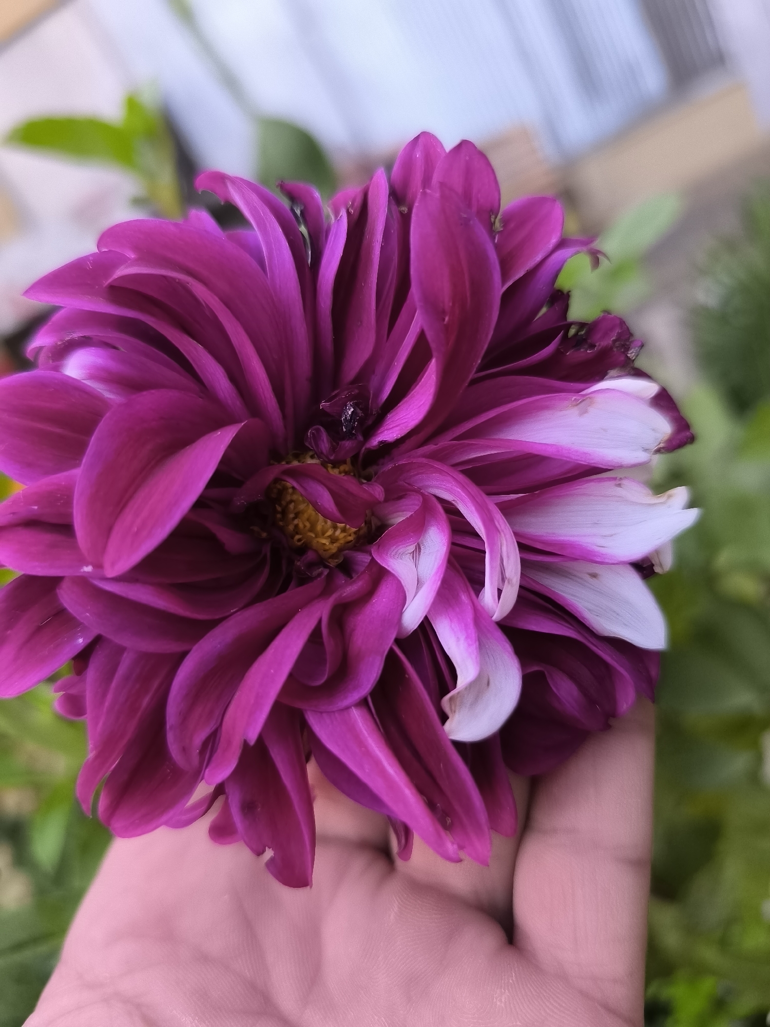 A close-up shot features a vibrant, bi-colored dahlia held in a person's hand. The flower displays a gradient of deep magenta petals transitioning to white at their tips. The center of the dahlia exhibits yellow stamens and some dark, possibly insect-related, specks. The hand holding the flower is a pale pink color, with visible lines and texture on the skin. The background is softly blurred, revealing green foliage and what appears to be a light-colored, possibly white, structure, suggestive of an outdoor setting. The image was captured in Kokand City, Uzbekistan.