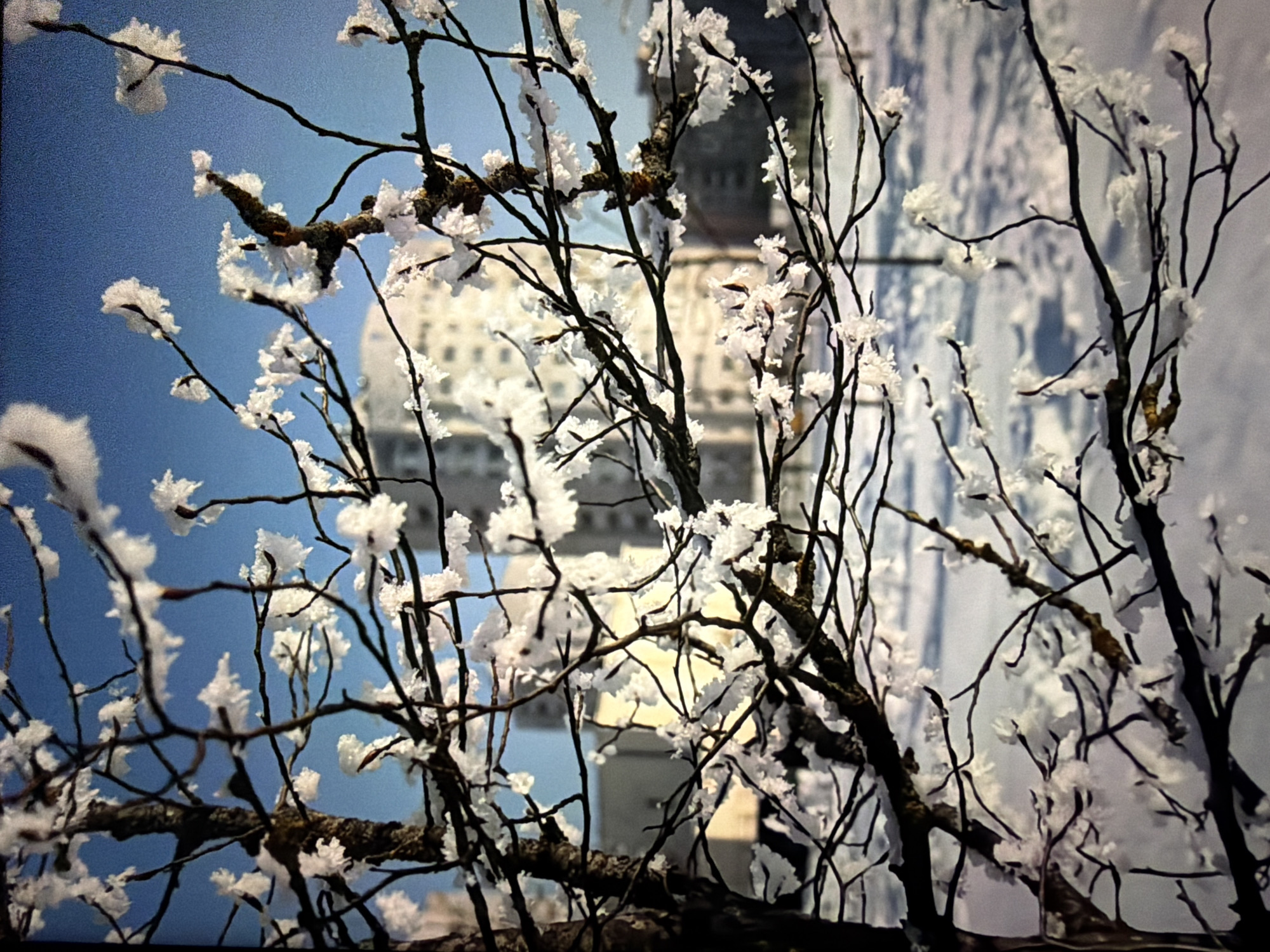 The image depicts a close-up of tree branches heavily coated with frost against a blurred backdrop of a city scene. The branches are dark and intricate, adorned with fluffy white frost, particularly at the tips, resembling delicate, crystallized flowers. Behind the branches, a multi-story, light-colored building with visible windows is partially obscured. The sky is a clear, bright blue. The ground is covered in snow, with shadows suggesting a sunny day. The scene evokes a cold, winter atmosphere. The image does not contain any people, specific actions, or interactions. The location is identified as Krasnodar, Russia.
