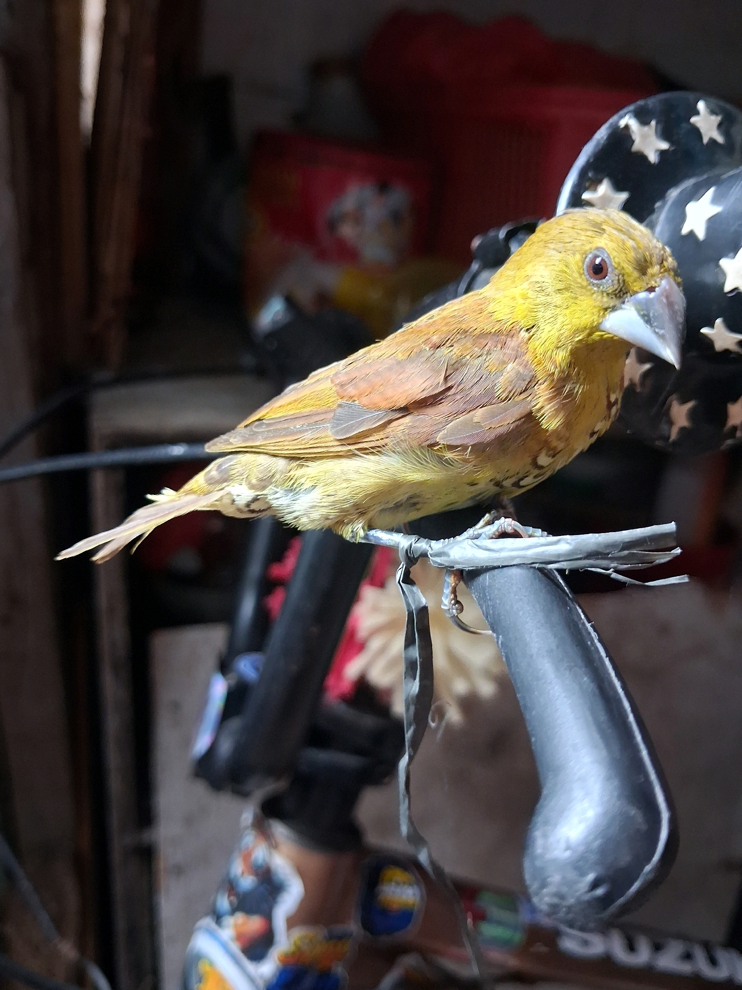A bird with yellow and brown plumage is perched on a bicycle handlebar. The bird is facing to the right, with its head turned slightly towards the camera. Its beak is pointed and light gray, and its eyes are dark brown. The bird's feet are gripping a gray plastic-wrapped section of the handlebar. In the background, various objects are blurred, including what appears to be a red bag, a black object with white stars, and some debris on the ground. The environment suggests an outdoor or semi-outdoor setting, possibly in a less-maintained area. The image appears to be taken in North Jakarta, Indonesia, based on the provided context, although there are no explicit visual cues within the image itself to confirm this specific location.