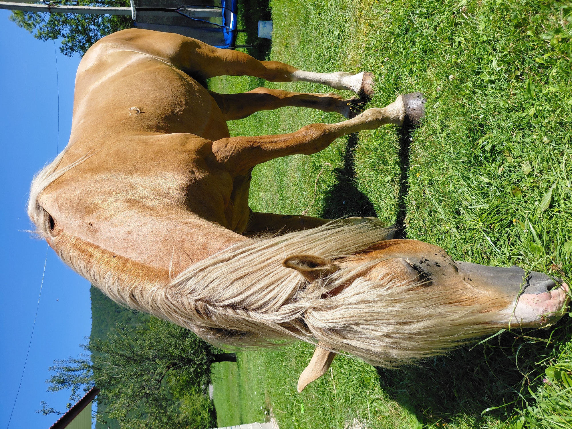 A light brown horse with a blonde mane is grazing in a grassy field. The horse is positioned in the center of the frame, with its head lowered to the ground. Sunlight casts shadows on the grass, indicating a bright day. In the background, there are trees, a building with a green roof, and a blue trampoline. The sky is clear and blue. The scene appears to be set in a rural area, possibly on the outskirts of Chernyk, Ukraine. There are no people visible in the image.
