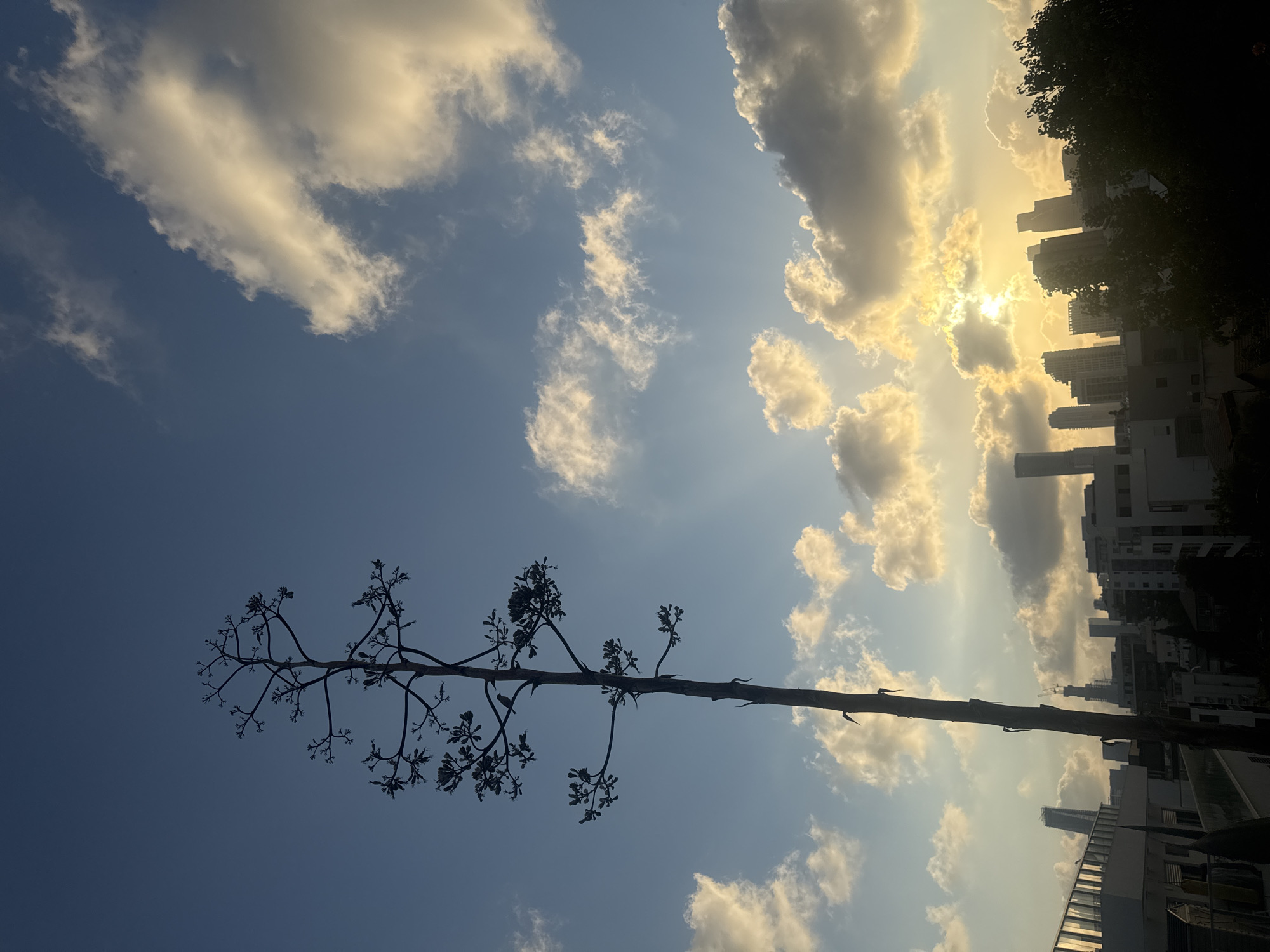 The image captures a city skyline at sunset, likely in Ramat Gan, Israel, given the context of its production. A silhouetted agave plant with a tall, flowering stalk dominates the left side of the frame. Its branches reach upwards against a sky filled with wispy clouds illuminated by the setting sun. The sun itself is a bright, diffused glow peeking through the clouds, casting a warm light on the scene. In the background, the cityscape is visible, with numerous modern buildings, including high-rises and residential structures, forming a dark silhouette against the colorful sky. Trees in the foreground on the right side of the image also appear as dark shapes. The overall atmosphere is serene and evocative of an urban sunset.