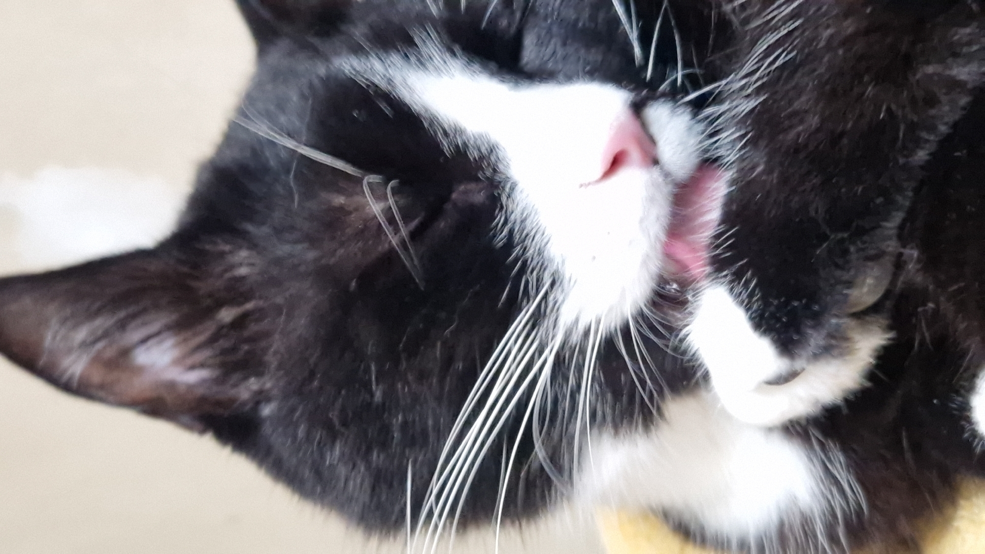 A black and white cat is grooming itself with its paw. The cat has a pink nose and white whiskers. It is lying on a yellow surface. The background is a light-colored wall. The image appears to be taken indoors. There is no indication of the location being in Riga, Latvia.