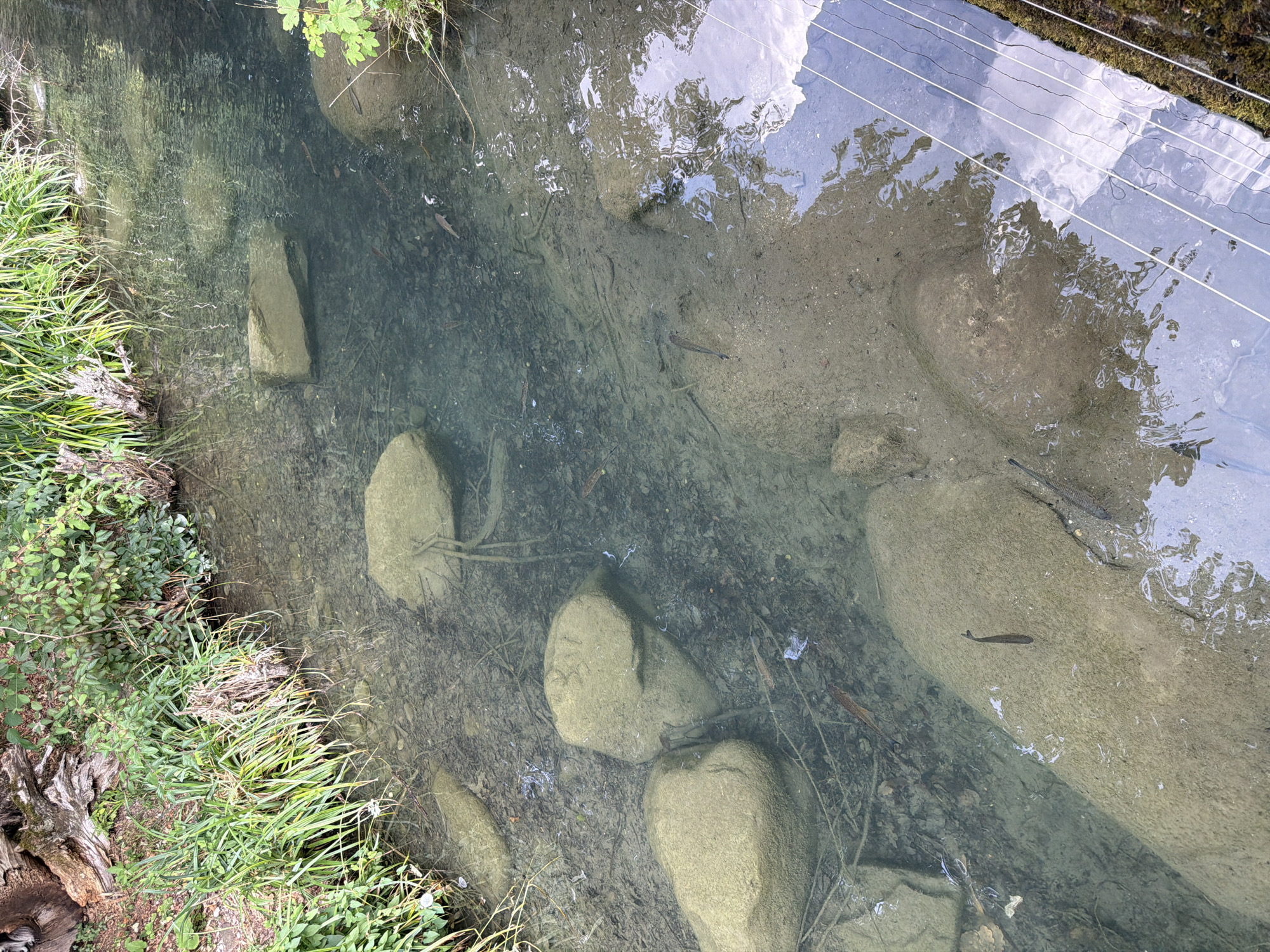 The image shows a clear, shallow stream with a rocky bottom. Several small fish are visible swimming in the water. The stream is bordered by lush green vegetation on the left bank and what appears to be a stone wall or embankment on the right, with some wire or string running across the surface of the water. The water is clear enough to see the stones and debris on the streambed. Reflections of the sky and clouds are visible on the water's surface. The scene is natural and peaceful. This stream is likely located in the Gurten Park in Bern, Switzerland, given its typical landscape and the presence of streams with fish and surrounding vegetation.