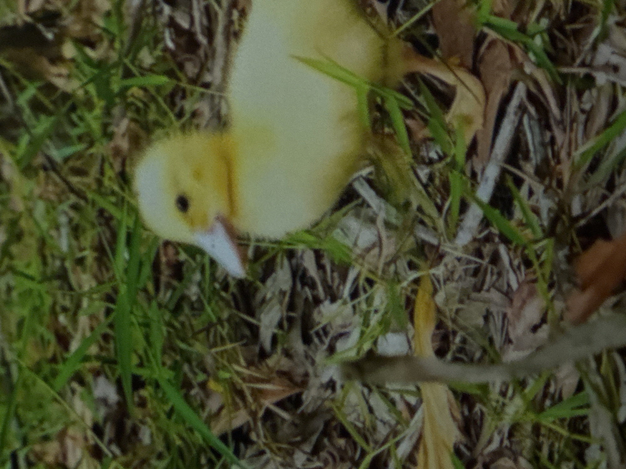 The image is a close-up, slightly blurry, and vertically oriented shot of a small, fluffy, yellow bird, likely a chick or duckling, positioned on the ground. The bird occupies a significant portion of the left and center of the frame, angled with its head towards the upper left.
The bird has bright yellow downy feathers, giving it a soft, fuzzy appearance. Its left eye, which is visible, is a small, dark bead. Its beak is a pale, off-white color, slightly open, revealing a dark interior. The bird appears to be looking forward and slightly upwards, possibly chirping or pecking at something unseen. Its body is mostly visible, extending towards the right and bottom of the frame, with no clear distinction of legs or feet due to the angle and fluffiness.
The bird is situated amidst a natural ground cover consisting of green grass blades, interspersed with dried brown and tan leaves, and thin twigs or plant debris. The background is a mix of these elements, with some areas appearing darker, suggesting shadows or deeper foliage. The texture of the ground is quite varied, with distinct grass blades and fallen organic matter. No specific location or time of day is clearly identifiable, but the natural elements suggest an outdoor setting such as a garden, field, or forest edge during daylight hours. The overall focus is soft, particularly towards the edges of the frame, but the bird itself is the clearest element. There is no visible text in the image.