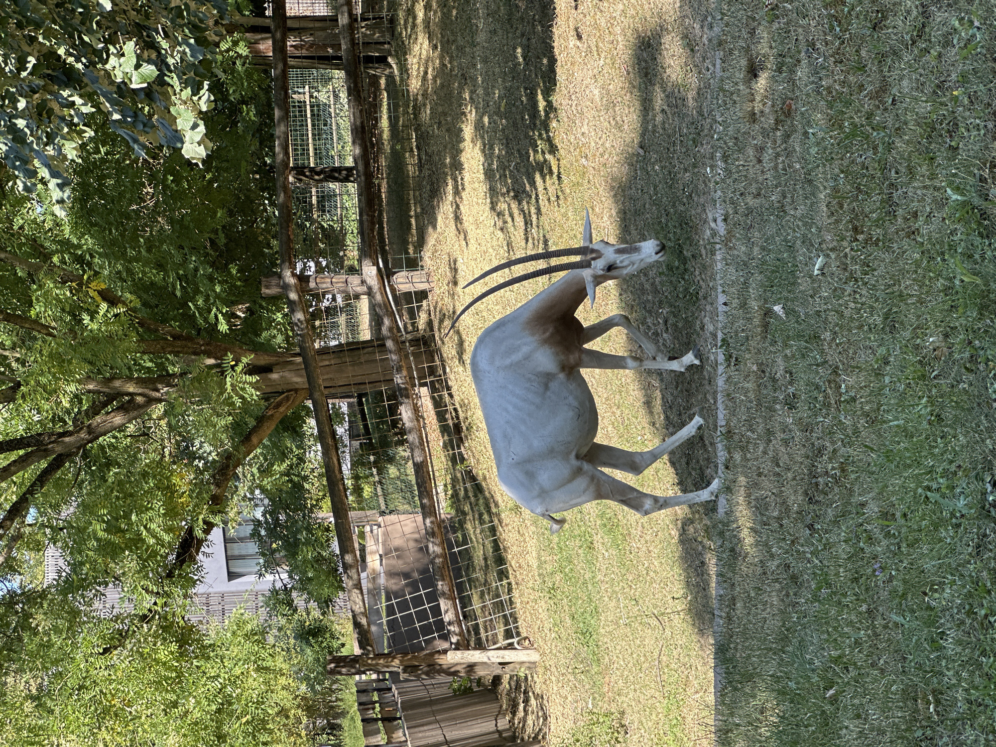 In the city of Zagreb, Croatia, a light-colored oryx with long, curved horns is grazing on dry grass in a fenced enclosure. The enclosure features a rustic wooden fence and a wire mesh. Behind the fence, trees with lush green foliage and a building with visible windows are present. The ground is partially covered by the shadow of the trees. The oryx is positioned in the center of the frame, facing downwards as it eats. The overall scene suggests an outdoor enclosure in a zoo or wildlife park.