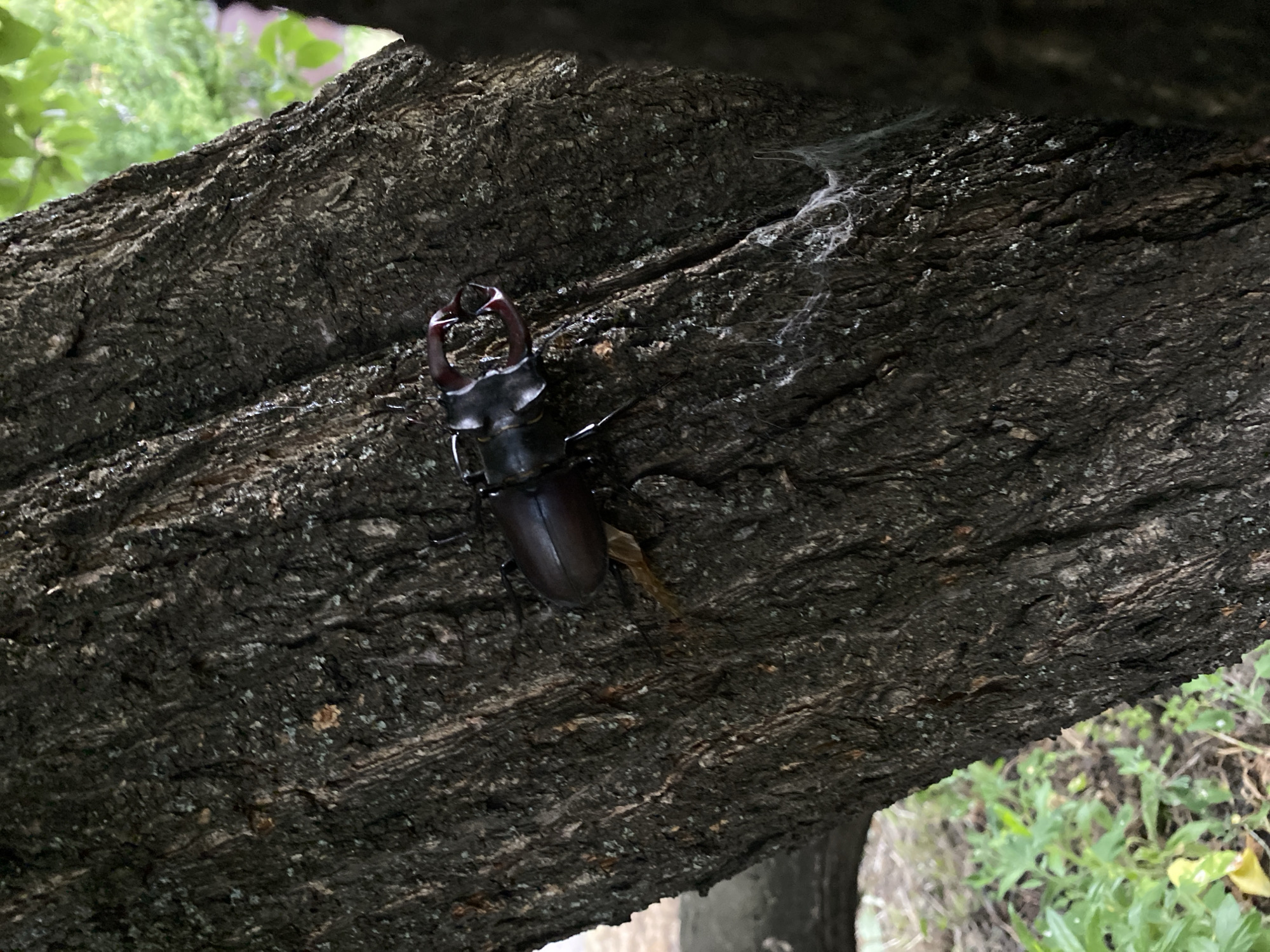 This is a close-up, eye-level, outdoor photograph of a stag beetle perched on the rough bark of a tree. The beetle is dark brown and black, with prominent, reddish-brown mandibles. Its body is segmented, and its legs are visible gripping the textured surface of the tree. The bark itself is dark gray and deeply grooved, showing signs of age and texture.
To the left and top of the beetle, out-of-focus green leaves suggest the presence of foliage. A faint web, a delicate strand of white, is visible to the right of the beetle, clinging to the bark. The lighting appears to be natural, likely daylight, but the scene is somewhat shaded, creating a slightly dim atmosphere. The background is largely blurred, with hints of greenery and possibly more tree trunks.
The photograph captures a moment of stillness, with the beetle appearing stationary on the tree. There is no text visible in the image. The overall impression is one of observing a small detail of nature in its natural environment.