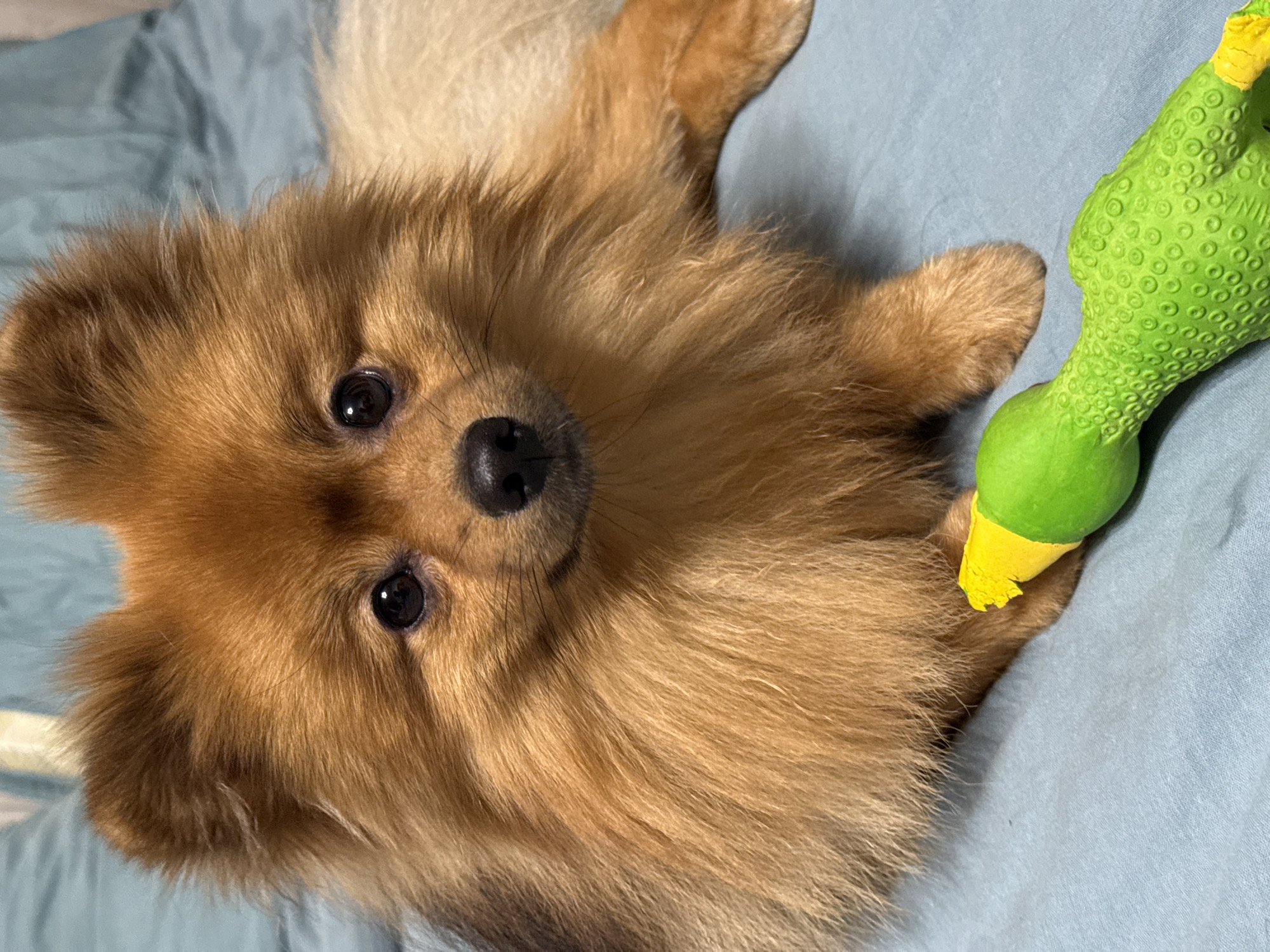 A Pomeranian dog with light brown fur lies on a light blue blanket, with its head facing the camera. The dog's eyes are dark and open, and its nose is black. A green squeaky toy shaped like a duck is positioned in front of the dog, with its yellow beak touching the dog's paw. The background is a blurred blue surface, possibly a bedspread. The image is a close-up shot, focusing on the dog and the toy. The location in Khimki, Russia is not evident from the image.