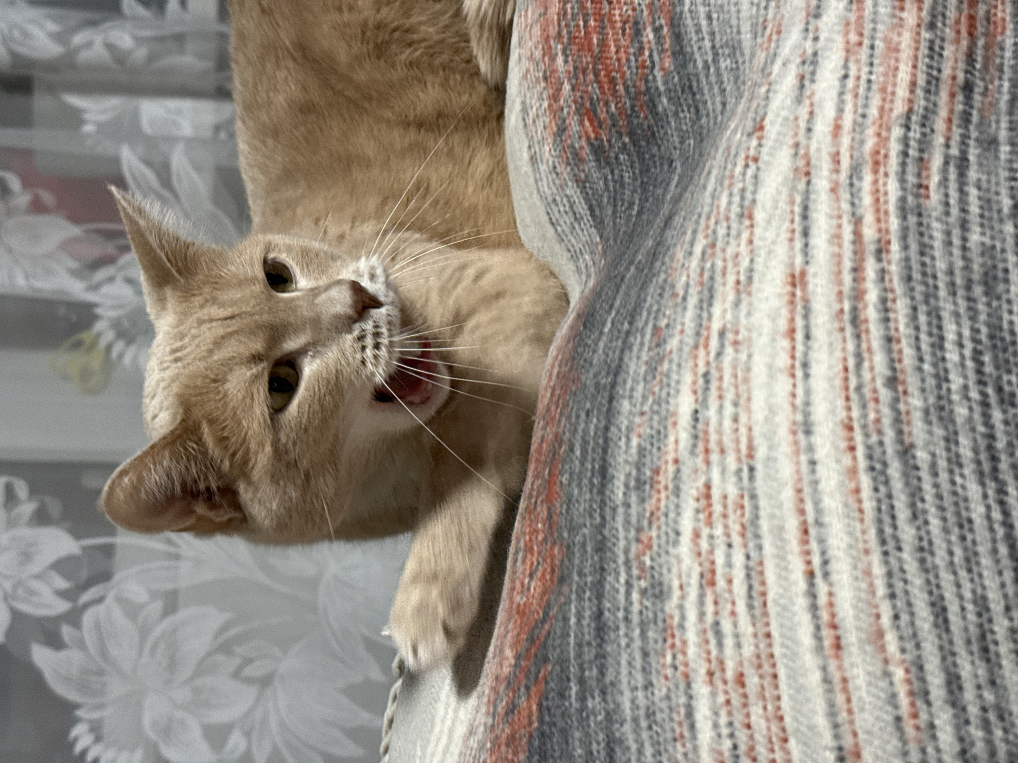 A tan cat is upside down, hanging onto a textured grey and white blanket with some red threads. The cat has its mouth open, exposing its teeth. The background features a floral-patterned wallpaper. There is no indication this image was taken in Chaikovsky, Russia.