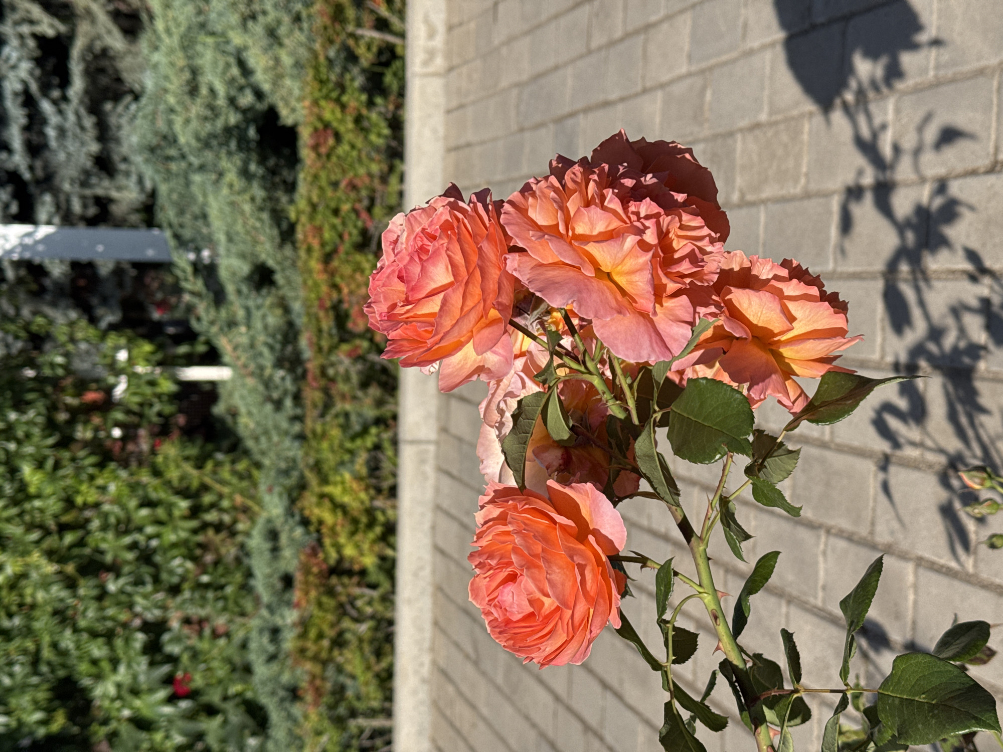 A close-up, eye-level shot features a cluster of fully bloomed roses, predominantly in shades of coral and peach, with subtle hints of yellow and pink. The roses are arranged on a single stem with green leaves and thorns, extending from the left side of the frame. The background consists of a paved walkway made of rectangular grey bricks, casting dark shadows from the roses and a nearby hedge. Beyond the walkway, a lush, green hedge forms a dense wall, with a blur of trees and foliage further in the distance. The scene is bathed in bright sunlight, indicating an outdoor setting. The image appears to be taken in Sary-Oy, Kyrgyzstan, likely in a garden or park area due to the manicured greenery and paved walkway. No people or animals are visible in the frame.