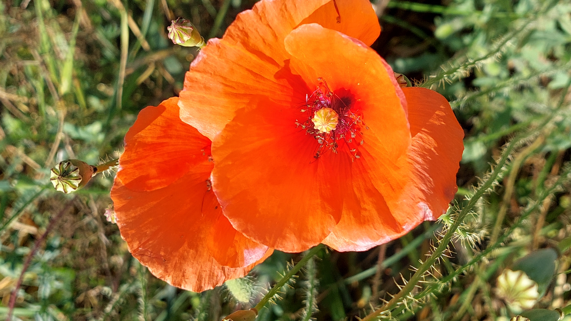Two vibrant orange poppies are in focus in the foreground, with their delicate petals spread wide. The center of the poppy in the lower foreground shows a cluster of stamens with yellow anthers. Behind the poppies, the background is a soft blur of green foliage and a few small, seed-pod structures of the poppies. The scene is set outdoors, likely in a natural environment such as a field or meadow. No people are visible in the image.