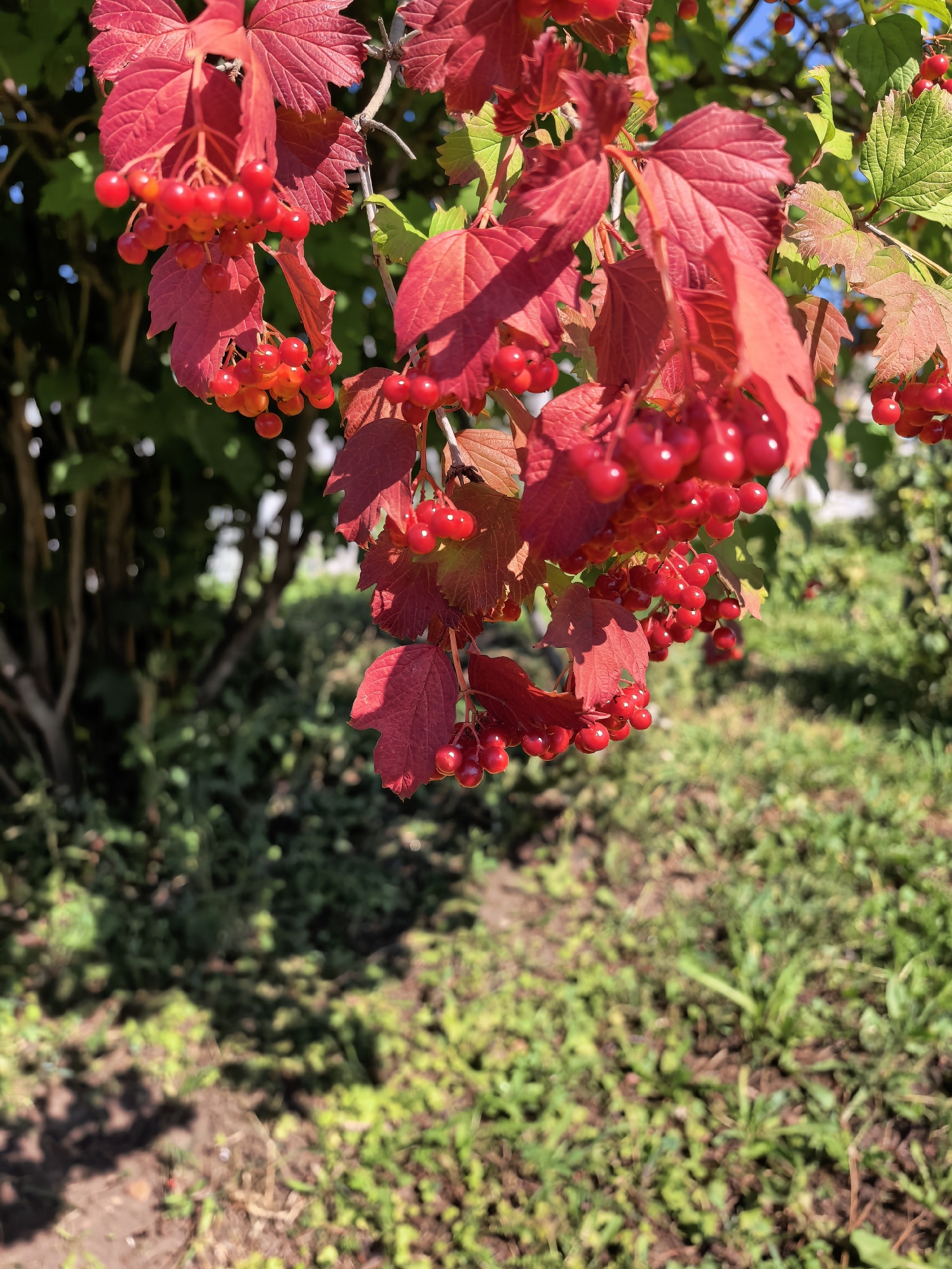 A close-up, eye-level, medium shot captures a cluster of vibrant red berries and crimson leaves of a viburnum bush against a softly blurred background of green foliage and dappled sunlight. The berries are round and glossy, hanging in dense bunches, some with a hint of orange suggesting ripeness. The leaves are deeply lobed and have a textured surface. The composition is dominated by the red hues of the plant, drawing the viewer's attention to the foreground. The background consists of trees and green vegetation, creating a natural, outdoor setting. The lighting suggests it is a sunny day. There are no people or animals visible in the frame. The scene appears to be in a garden or park. The location is identified as Sterlitamak, Russia.