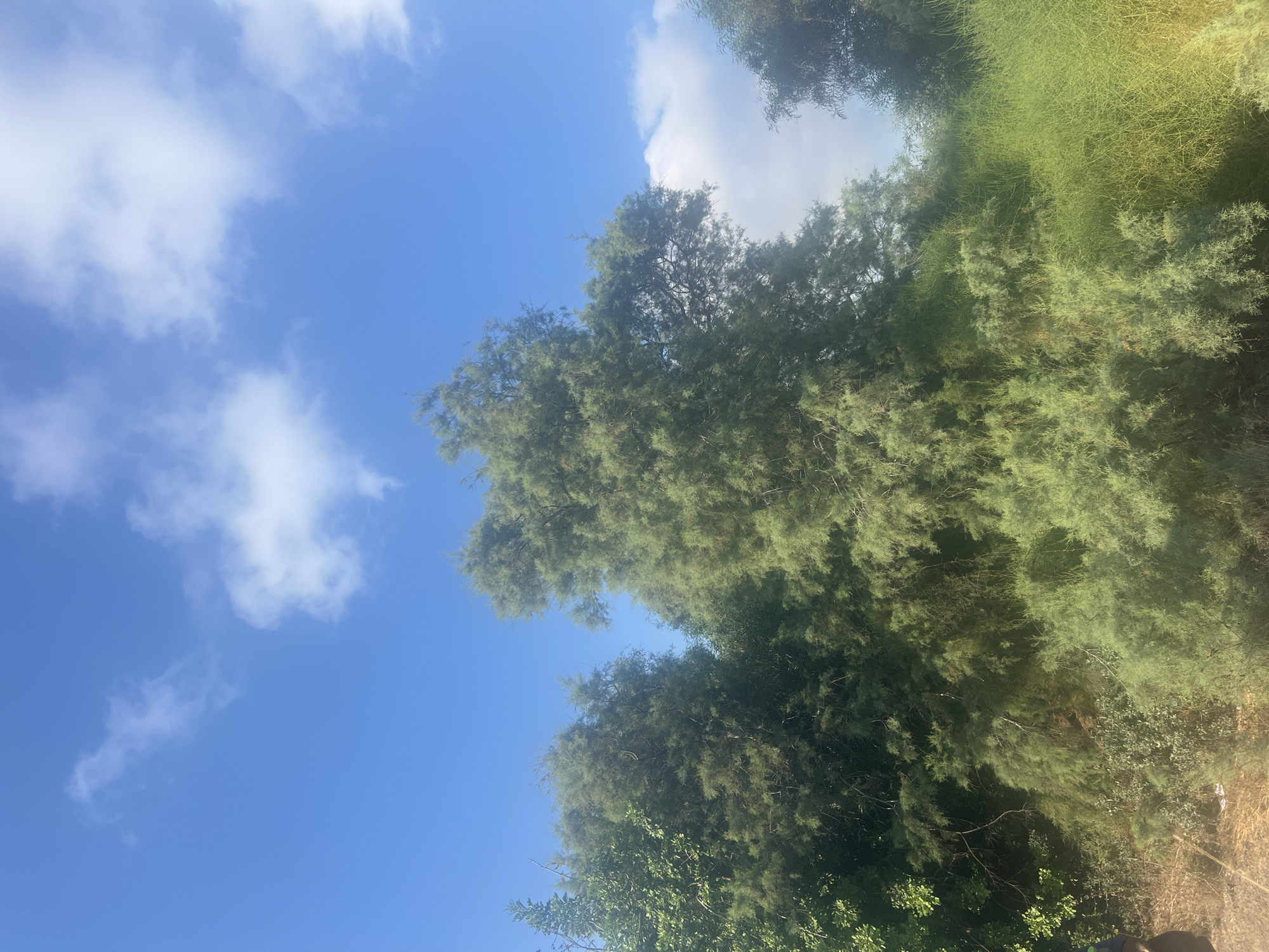 The image shows a dense green foliage against a bright blue sky with scattered white clouds. The vegetation is lush and appears to be composed of trees and bushes with fine needle-like leaves. In the foreground, the ground is covered with dry grass and some debris. The scene suggests an outdoor natural environment, possibly in a park or rural area. The location is identified as Hof HaCarmel Regional Council, Israel. There are no people or specific actions visible in the image.
