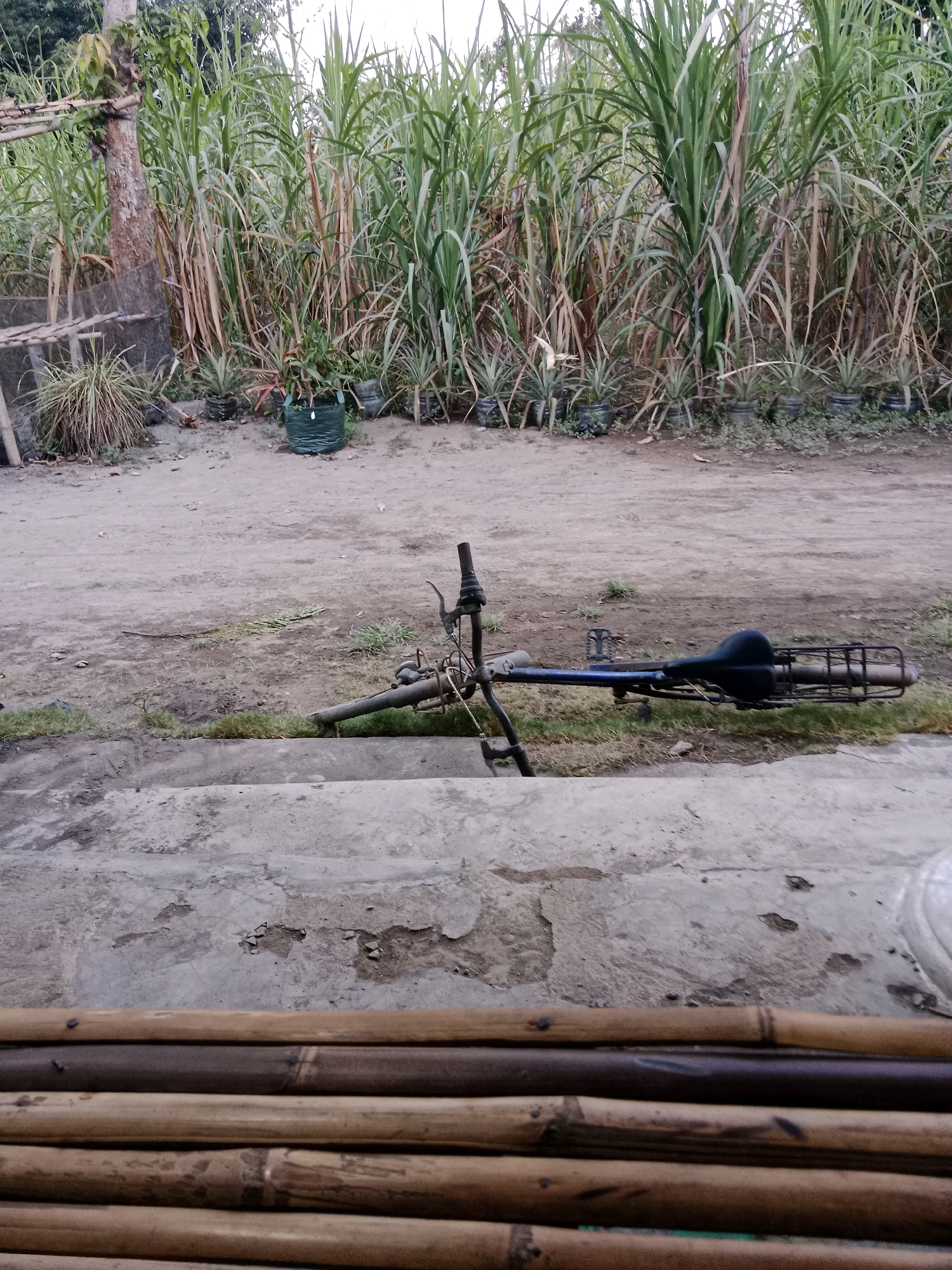The image depicts an outdoor scene in Ringinrejo, Indonesia. In the foreground, there are several horizontal bamboo poles arranged side-by-side, with some appearing darker than others. Beyond the bamboo, there is a concrete surface with visible cracks and patches of discoloration. In the middle ground, a blue bicycle lies on its side on a dirt path. The bicycle has a black seat and a black metal basket at the rear. Grass and some dry leaves are present on the ground around the bicycle. In the background, a dense wall of tall green and dry reeds or grass stands. To the left of the reeds, there is a tree trunk with some bamboo scaffolding leaning against it. Several potted plants, including what appear to be small pineapple plants, are scattered along the base of the reeds. The sky is overcast. The overall impression is one of a somewhat neglected or rural outdoor area.