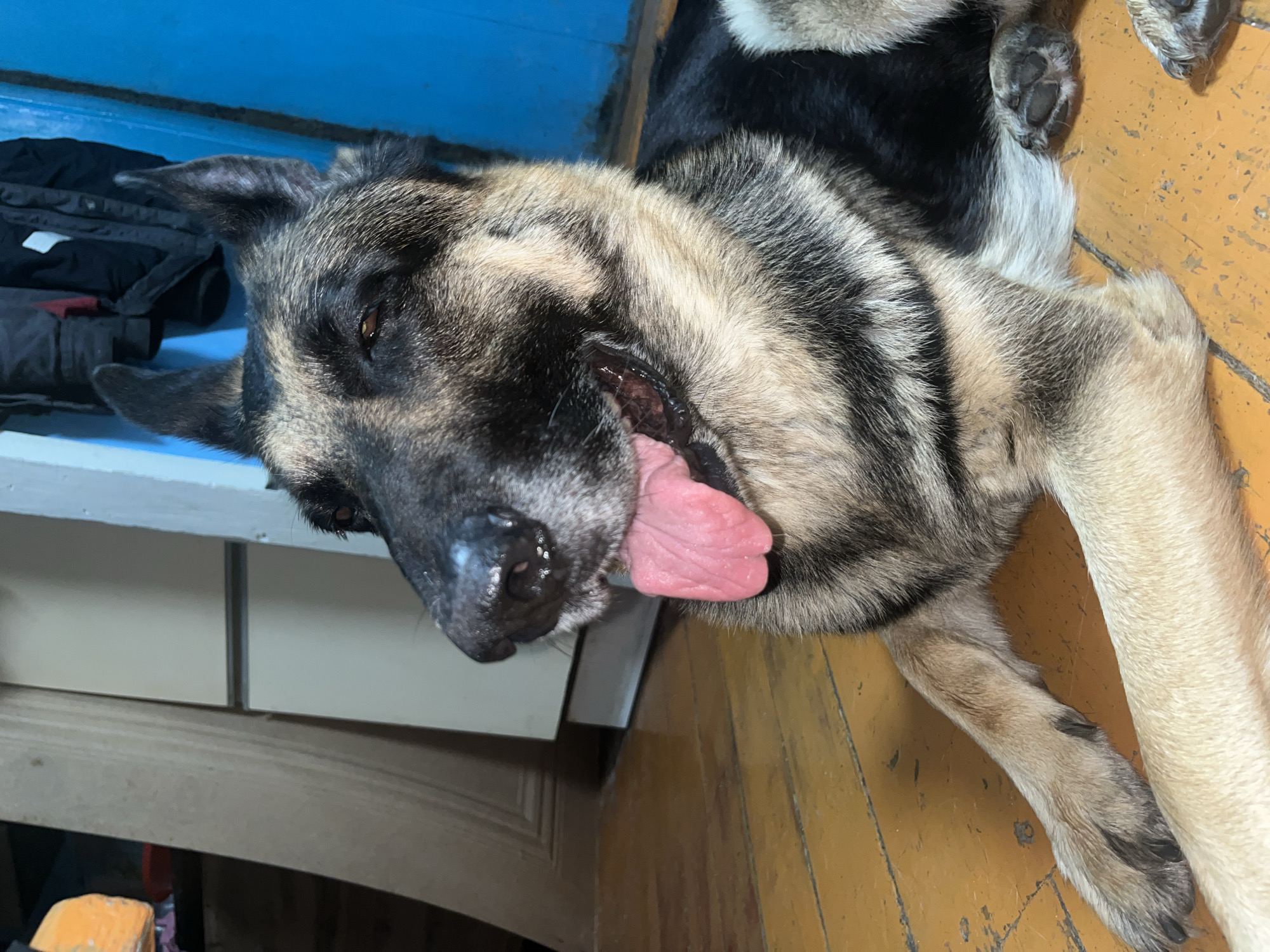 The image shows a German Shepherd dog lying on a wooden floor. The dog is panting, with its tongue hanging out. The dog's fur is black and tan, and it has pointed ears. In the background, there is a blue wall and a wooden cabinet. The lighting in the room is dim. There is no discernible indication of the location being Nizhny Tagil, Russia.