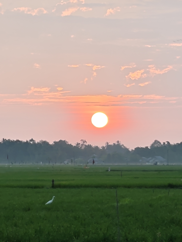 This image depicts a rural landscape at sunrise or sunset in Mee Pangwa, Indonesia. The scene is dominated by a brilliant, white-yellow sun positioned centrally in the upper half of the frame, casting a warm orange and pink glow across the sky. Wispy, light-colored clouds are scattered across the upper sky. Below the horizon, a dense line of dark green trees and foliage stretches across the midground. In the immediate foreground and extending into the midground are expansive, vibrant green rice paddies. A single white bird, identified as an egret, stands in the lower-left quadrant of the green field, facing towards the right. Several thin, dark vertical poles are visible within the paddies, along with at least two dark, triangular flag-like objects on poles further back in the fields. Faint outlines of small structures, consistent with rural housing, are discernible amidst the trees in the background. No human figures are present, and no direct interactions are observed beyond the egret in its environment.