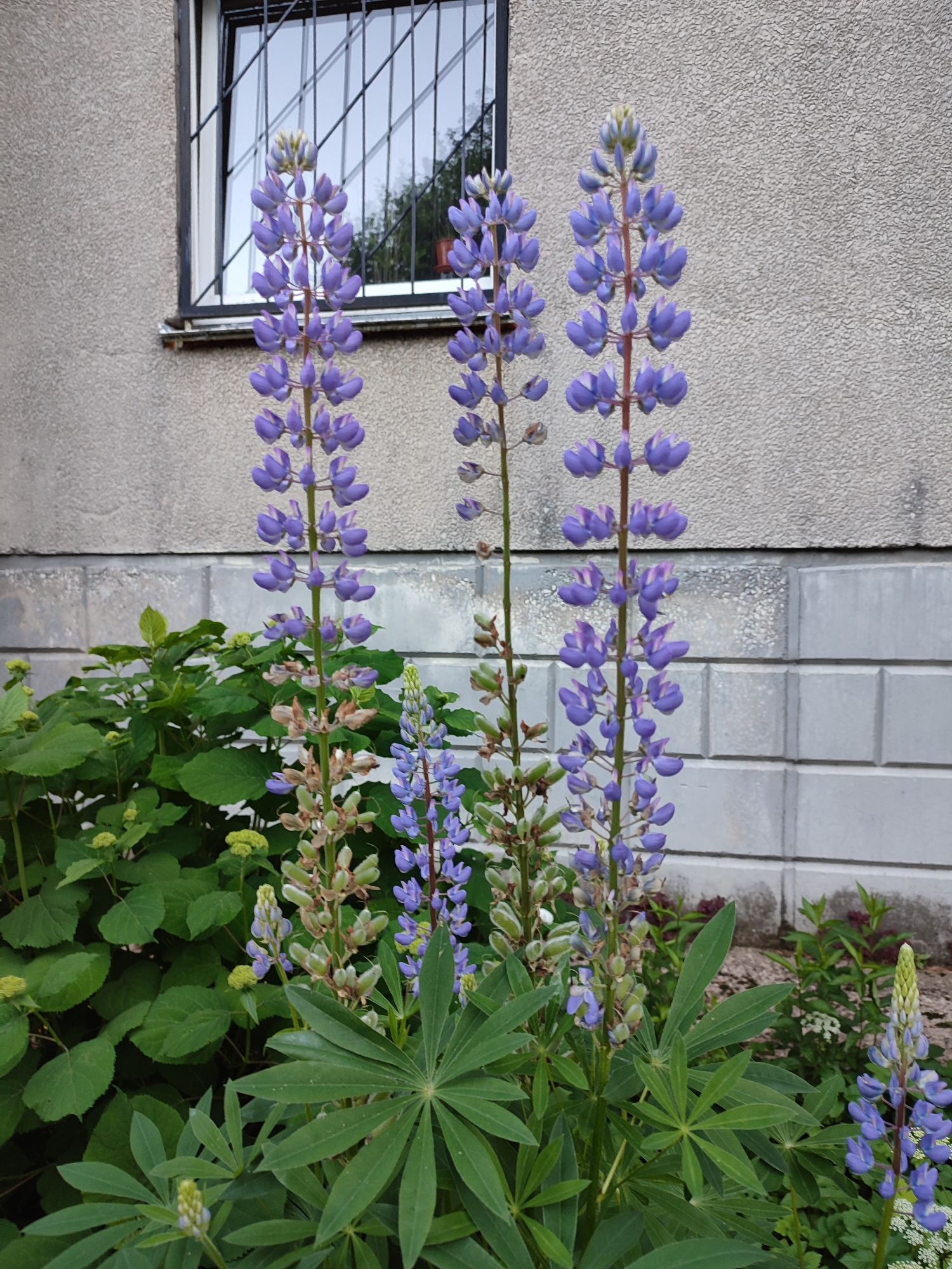 The image depicts a close-up view of several purple lupine flowers in bloom, situated in front of a grey, textured building. A window with a black security grate is visible on the upper left portion of the building. The background also shows a wall constructed of rectangular grey blocks. The ground in front of the flowers appears to be a mixture of soil and small pebbles. The scene is located in Vsevolozhsk, Russia.