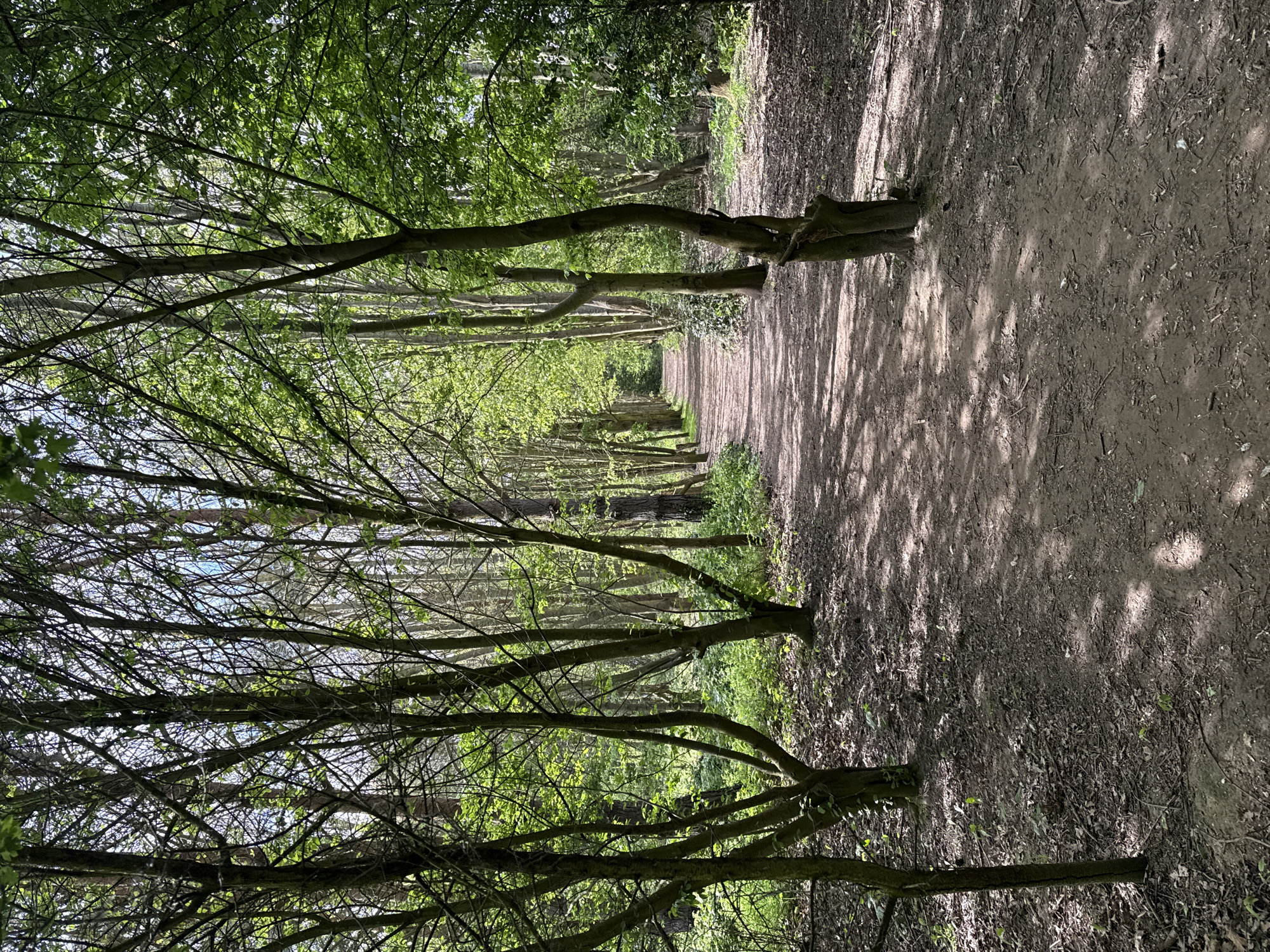 The image depicts a tranquil outdoor scene, capturing a path winding through a wooded area or avenue of trees. The setting is likely a park, forest, or nature trail, consistent with the provided context of Gorleston-on-Sea, United Kingdom.
The primary subjects are numerous trees that line both sides of a central dirt or gravel path, extending into the distance. The trees form a dense canopy overhead, with vibrant green foliage suggesting late spring or early summer. Sunlight filters through the leaves, casting dappled shadows on the path and forest floor, indicating a bright and sunny day. The path itself appears well-trodden, devoid of any visible individuals or animals.
Notable details include the interplay of light and shadow, which creates a textured appearance on the ground and highlights the freshness of the leaves. The trunks of the trees vary in thickness, and their branches interlace to create a natural archway over the path. The ground beside the path is covered with sparse undergrowth and fallen debris, characteristic of a natural woodland environment. No specific activities are taking place, and no text is visible in the media file. The overall atmosphere conveyed is one of peaceful solitude and natural beauty.