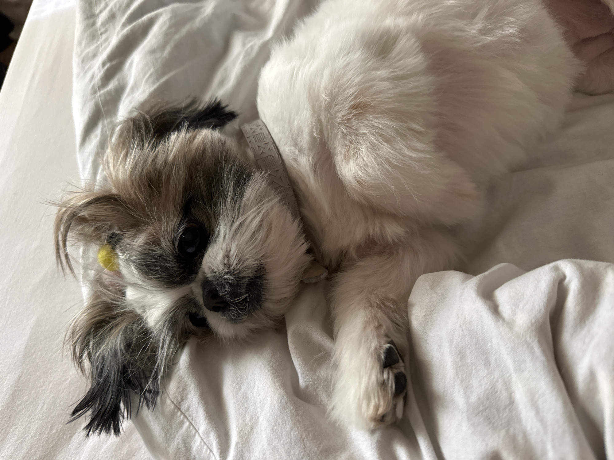A Shih Tzu dog lies on a rumpled white bedsheet, wearing a grey collar. The dog has a mix of black, brown, and white fur around its face and predominantly white fur on its body. A small yellow object is near its left ear. The location is not identifiable.