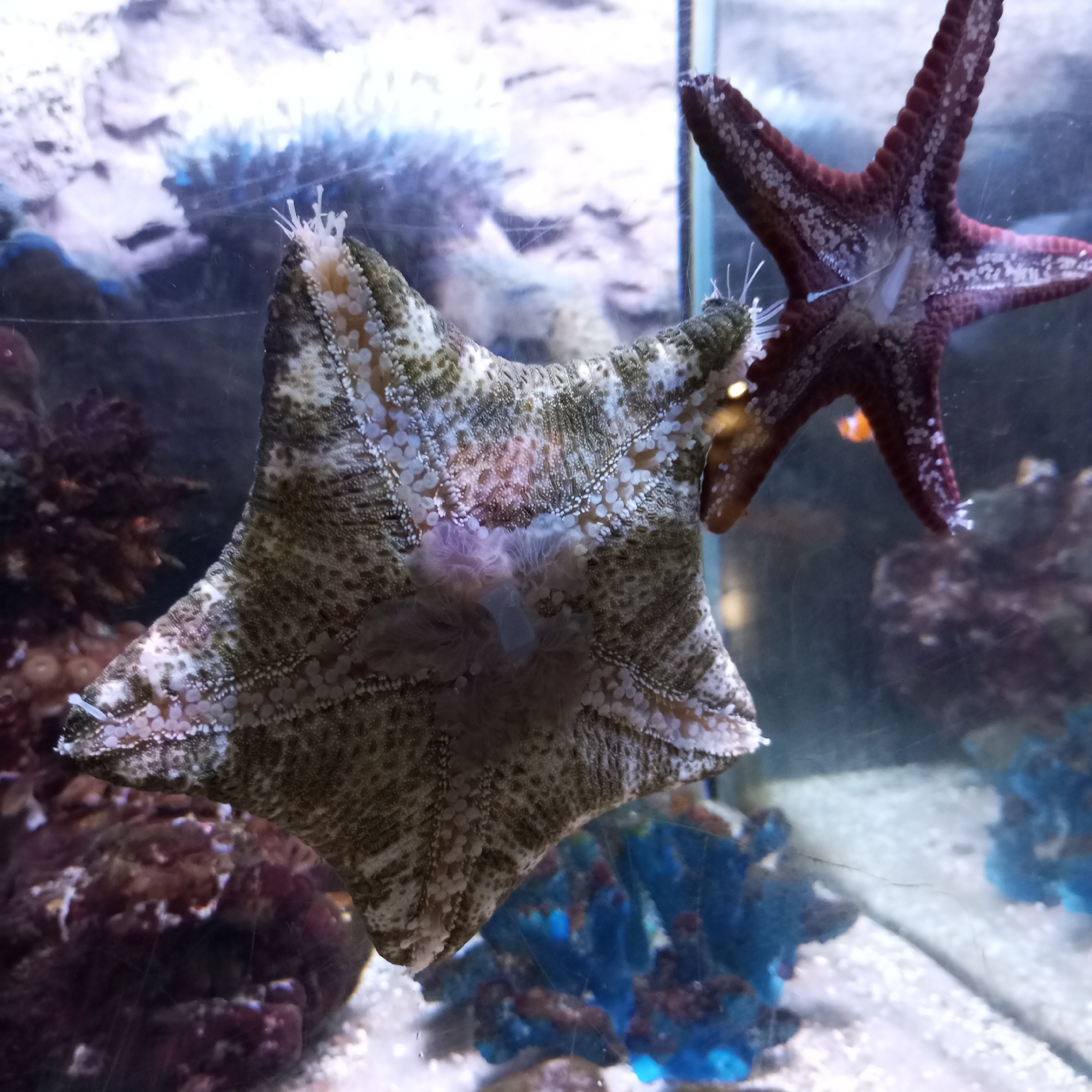 Two starfish are visible in an aquarium. One starfish, predominantly green and white, is positioned on the left side of the image, appearing to cling to a glass surface. Its underside, with visible tube feet and a central mouth-like structure with feathery pink appendages, is prominently displayed. The second starfish, a dark reddish-brown, is on the right, also clinging to the glass and extending its arms. A small orange fish is partially visible in the background, between the two starfish. The aquarium environment includes blurred coral or rock formations in shades of purple and blue. The lighting suggests an indoor setting, characteristic of an aquarium or zoo. There are no people or indications of the city of Sochi, Russia within the image.
