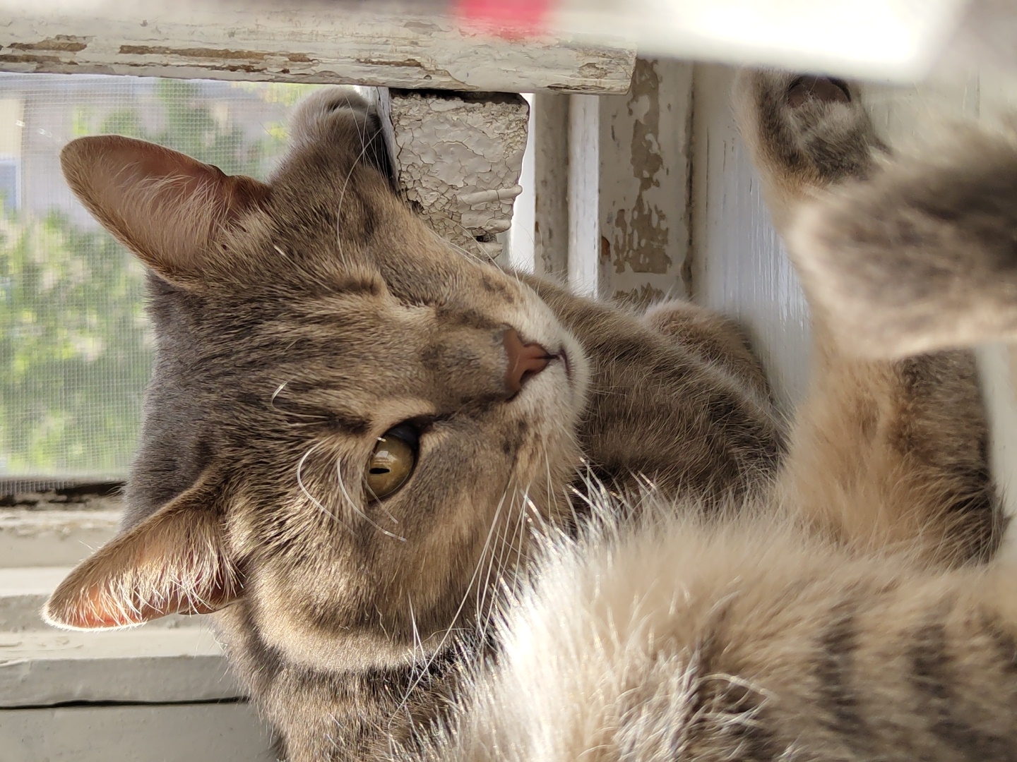 A domestic cat with tabby markings is resting on a white windowsill. The cat is lying down, with its head propped on the window frame and its eyes partially closed. Sunlight streams in from a window behind the cat, illuminating its fur. The background shows a blurred view of green foliage and a building, suggesting an outdoor environment. The window frame is old and weathered, with peeling white paint.