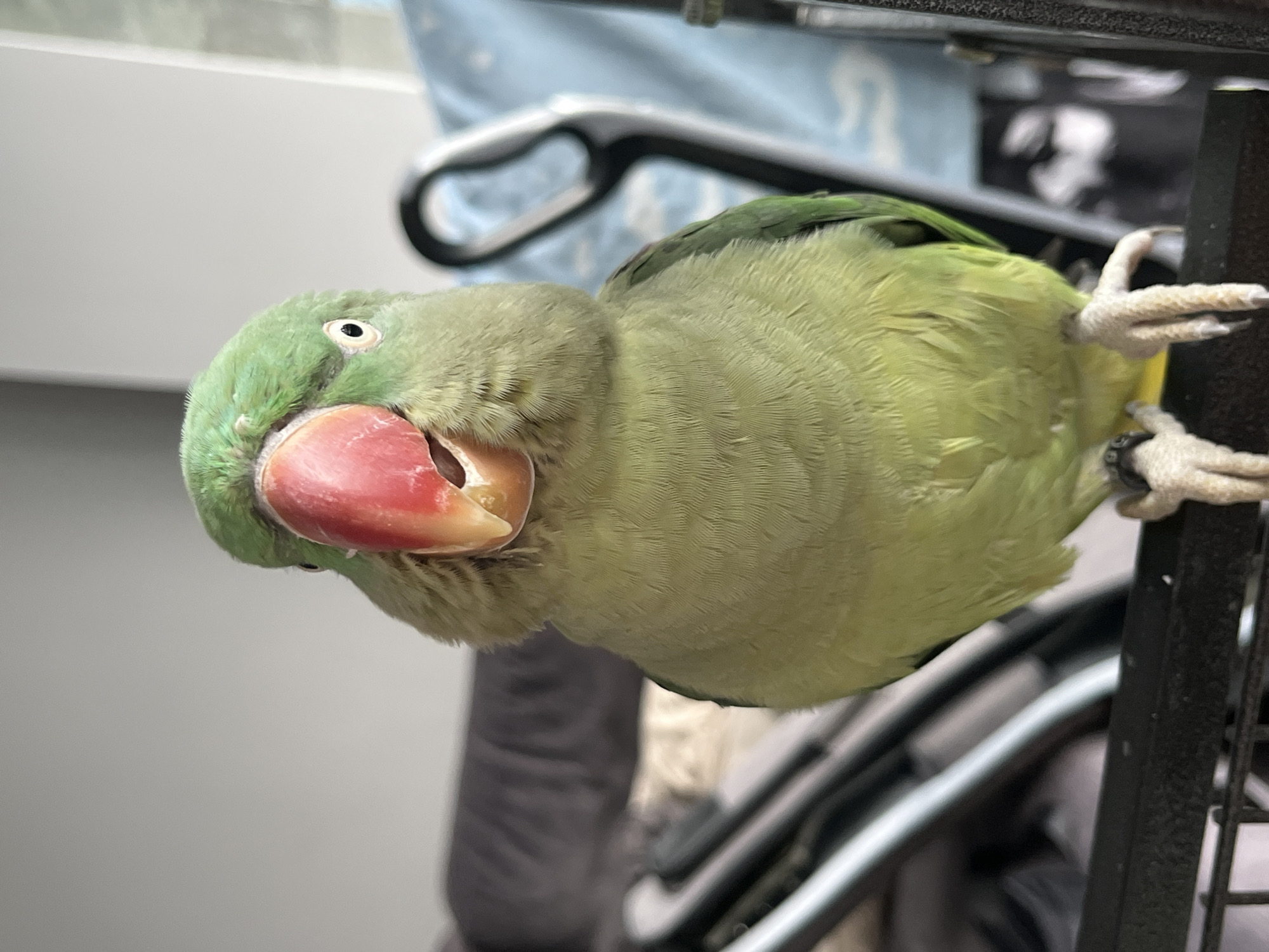 A light green parrot with a bright red beak and a black band on its leg is perched on a black metal bar. The parrot is facing the camera with its beak slightly open. Its eyes are dark and round, and it has a bright green head. In the background, there are out-of-focus objects including what appears to be a dark gray couch and a light blue fabric item with a white pattern. The scene is indoors, possibly in a residential setting. There is no information about the city of Pazardzhik, Bulgaria in the image.