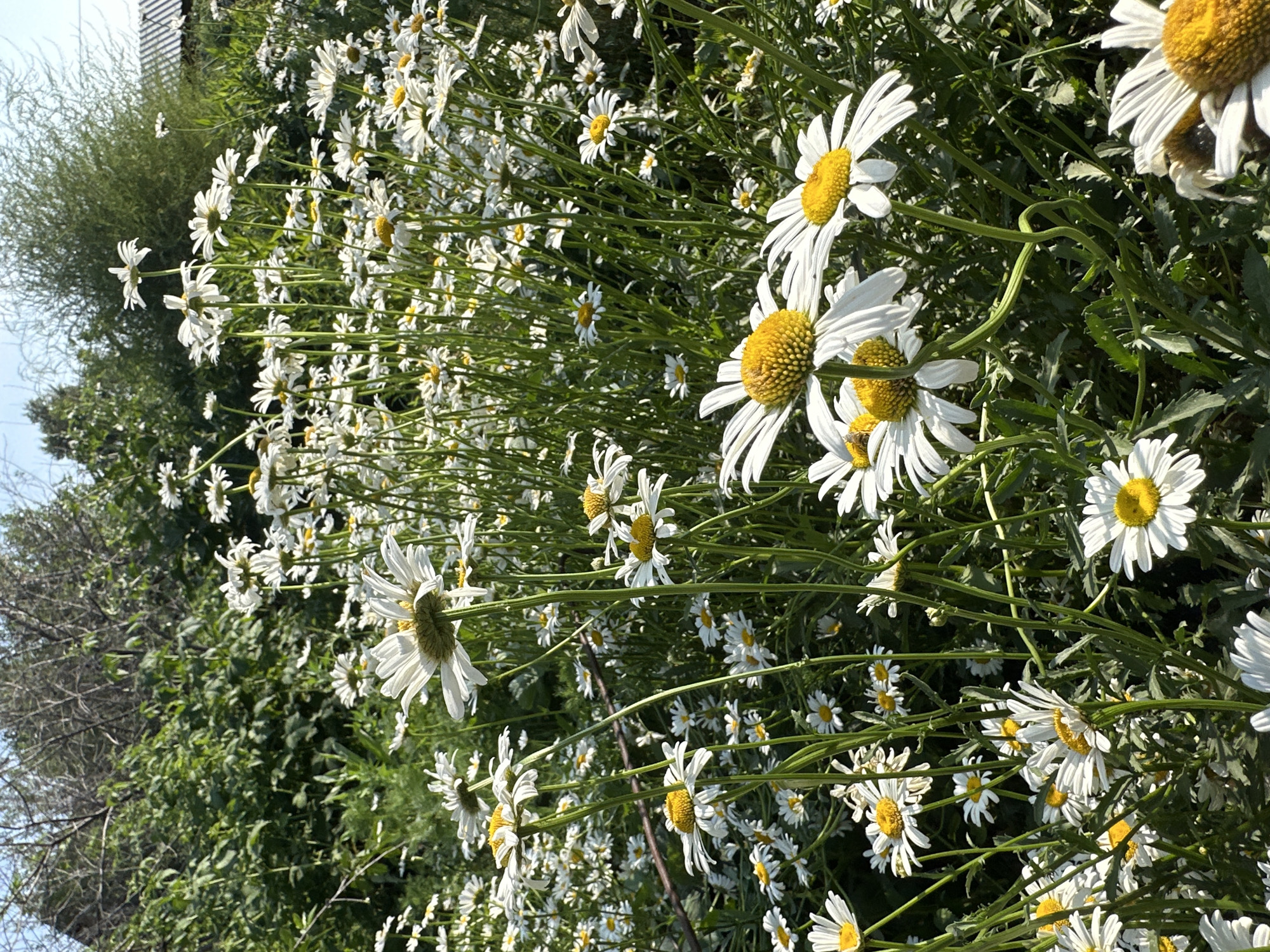 The image captures a sun-drenched field of white daisies with yellow centers, set against a backdrop of lush green foliage and a clear blue sky. The daisies are the primary subject, filling the foreground and middle ground with their delicate white petals and vibrant yellow discs. The stems are slender and green, reaching upwards towards the sun. In the background, dense greenery suggests a natural or semi-wild environment, possibly a meadow or garden edge. A hint of a building with a sloped roof is visible on the far right, implying a rural or suburban setting. The overall scene conveys a sense of natural beauty and tranquility. This scene could be located in Biysk, Russia, a city known for its proximity to natural landscapes.