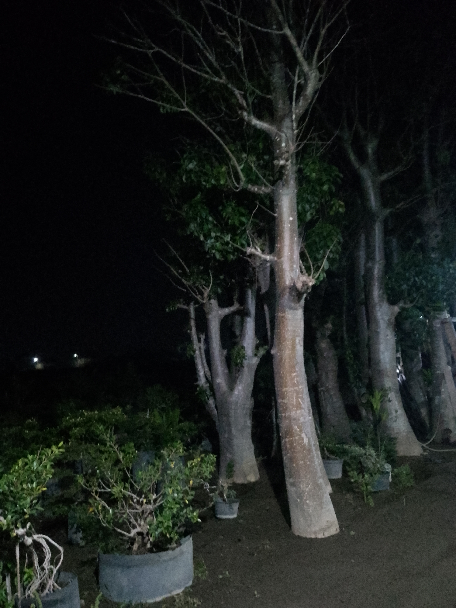 The image depicts an outdoor scene at night, likely in Kauman, Indonesia, featuring several large trees and smaller potted plants. The lighting is dim, suggesting it's illuminated by artificial sources not directly visible. In the foreground, to the left, are several potted bonsai trees with intricate root systems visible. Behind these, and extending to the right of the frame, are numerous large trees with thick, textured trunks and dark green foliage. Some of these larger trees are close together, forming a dense backdrop. The ground appears to be covered in dark soil or mulch. In the far distance, two faint white lights are visible against the dark sky, hinting at the presence of structures or streetlights. No people are present in the image, and no specific actions or interactions are captured. The overall impression is that of a nursery or garden space at night.