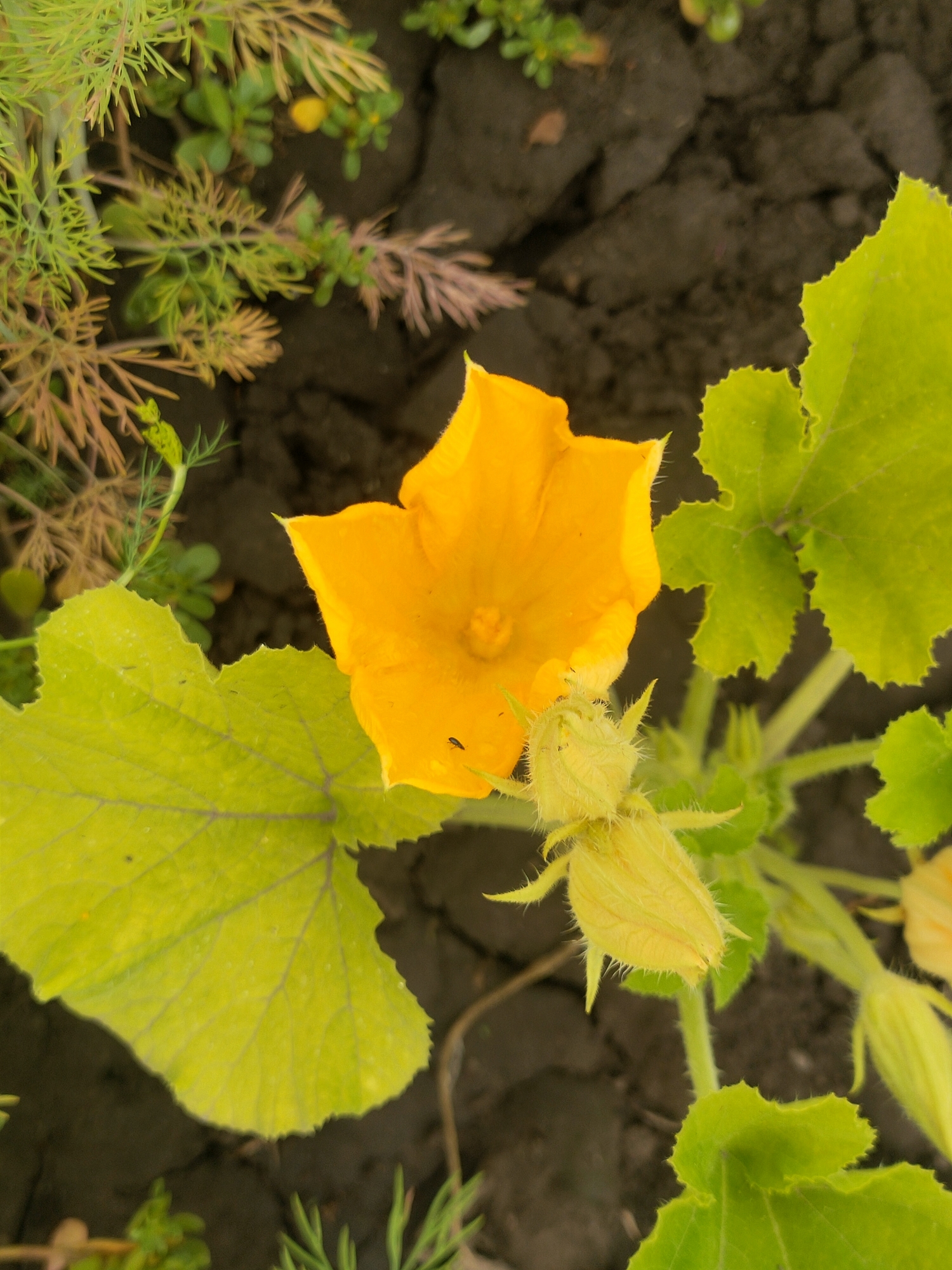 A top-down, close-up, medium shot captures a vibrant yellow squash blossom in full bloom, centered against a dark, earthy soil background. The blossom's petals are unfurled, revealing a delicate texture. To the left and right of the blossom, large, serrated green leaves spread out, with visible veins. Below the blossom, a fuzzy, unopened squash bud is visible, with spiky green sepals. Several thin, wispy green and brown plant stalks are present in the upper left quadrant of the image. The overall environment appears to be a garden or natural outdoor setting. There are no people or animals in the image. This scene is consistent with a garden in Kremenchuk, Ukraine.