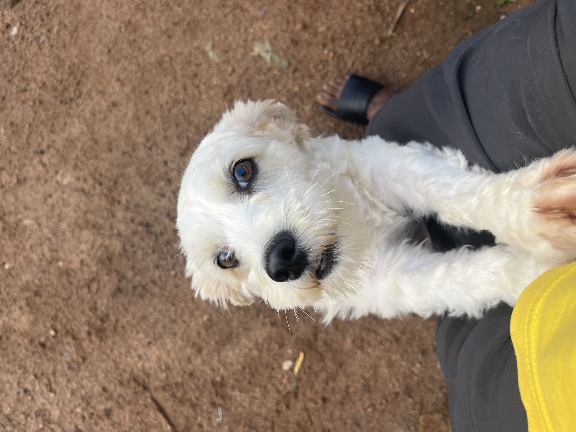 A medium shot captured from a high angle shows a small, white, fluffy dog with brown eyes looking up at the camera. The dog is standing with its front paws resting on the lap of a person wearing dark pants and a yellow shirt. The background consists of reddish-brown dirt or soil with some scattered debris. A person's black sandal is visible on the right side of the frame, placed on the ground. The lighting suggests an outdoor setting, possibly during daylight.