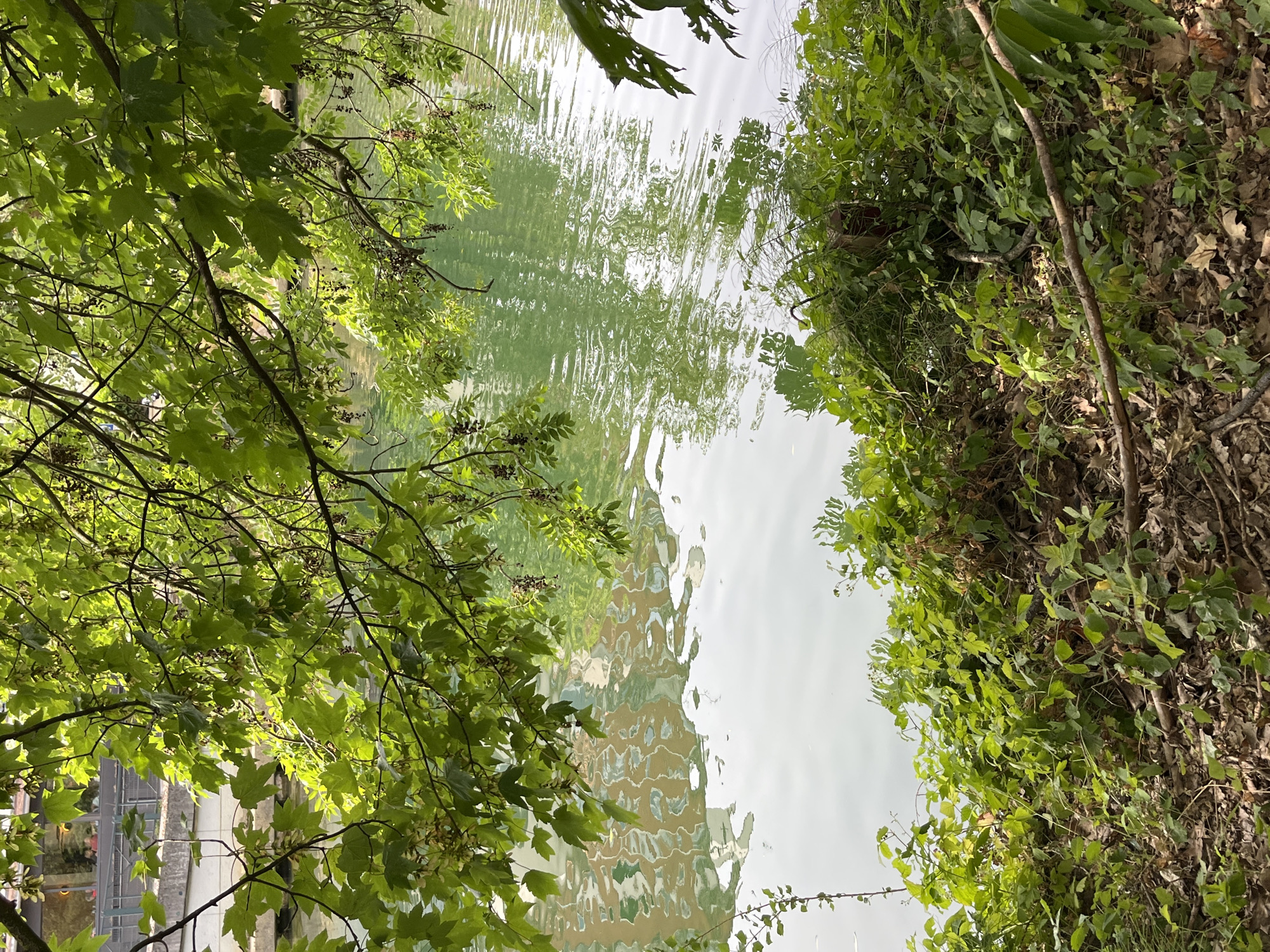 This image depicts a view from the riverbank in Joinville-le-Pont, France, looking towards the Marne River. The foreground is dominated by dense green foliage and dry fallen leaves, characteristic of the river's edge. Overhanging branches with vibrant green leaves frame the upper portion of the scene. The water of the Marne River is a calm, light green color, reflecting the sky and the building on the opposite bank. The reflection on the water's surface shows the patterned facade of a multi-story building, suggesting an urban or semi-urban setting. No people are visible in the image. The overall impression is one of natural greenery juxtaposed with the man-made structures visible through the foliage and on the water's reflection.