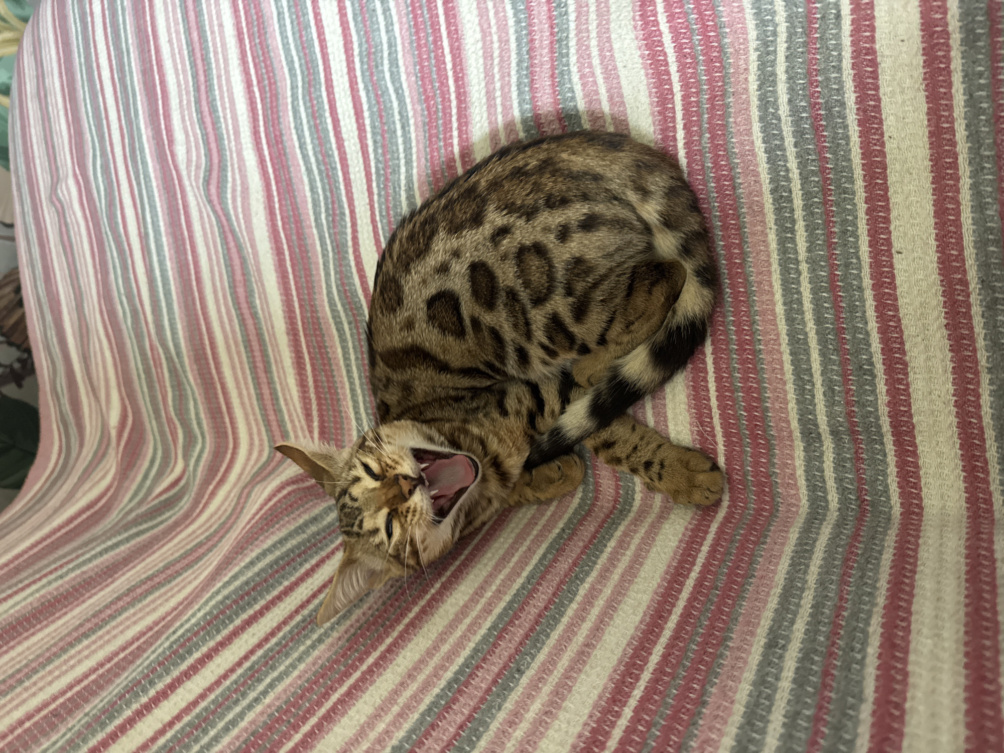 A Bengal cat with spotted fur yawns widely while lying on a striped blanket. The blanket has horizontal stripes of pink, white, and gray. The cat is curled up, with its head tilted back and its mouth open, revealing its pink tongue and teeth. Its eyes are partially closed. Its paws are tucked underneath its body, and its tail is wrapped around it. The background is out of focus, but appears to be a wall or furniture. The image was taken indoors. There is no information about the city of Rzhev, Russia in the image.