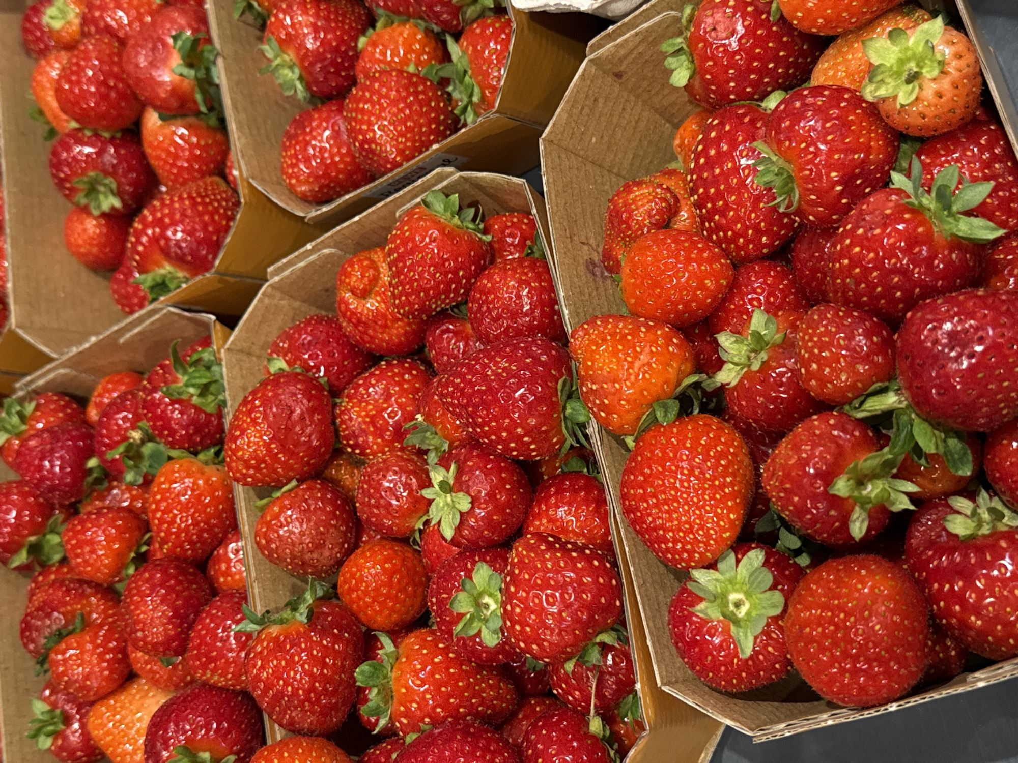 A top-down medium shot captures an abundance of ripe strawberries overflowing from cardboard containers, arranged in a grid-like pattern. The strawberries exhibit a vibrant red hue, with some showing hints of orange and a scattering of tiny seeds on their surface. Green stems and calyxes are visible on many of the fruits. The lighting is bright and even, highlighting the texture and freshness of the produce. The image composition emphasizes the sheer volume and uniformity of the strawberries. There are no people, actions, or interactions depicted, nor any clear environmental context beyond the containers. The location is stated to be Herzberg, Germany, but no specific landmarks or street views are visible in the image to corroborate this.