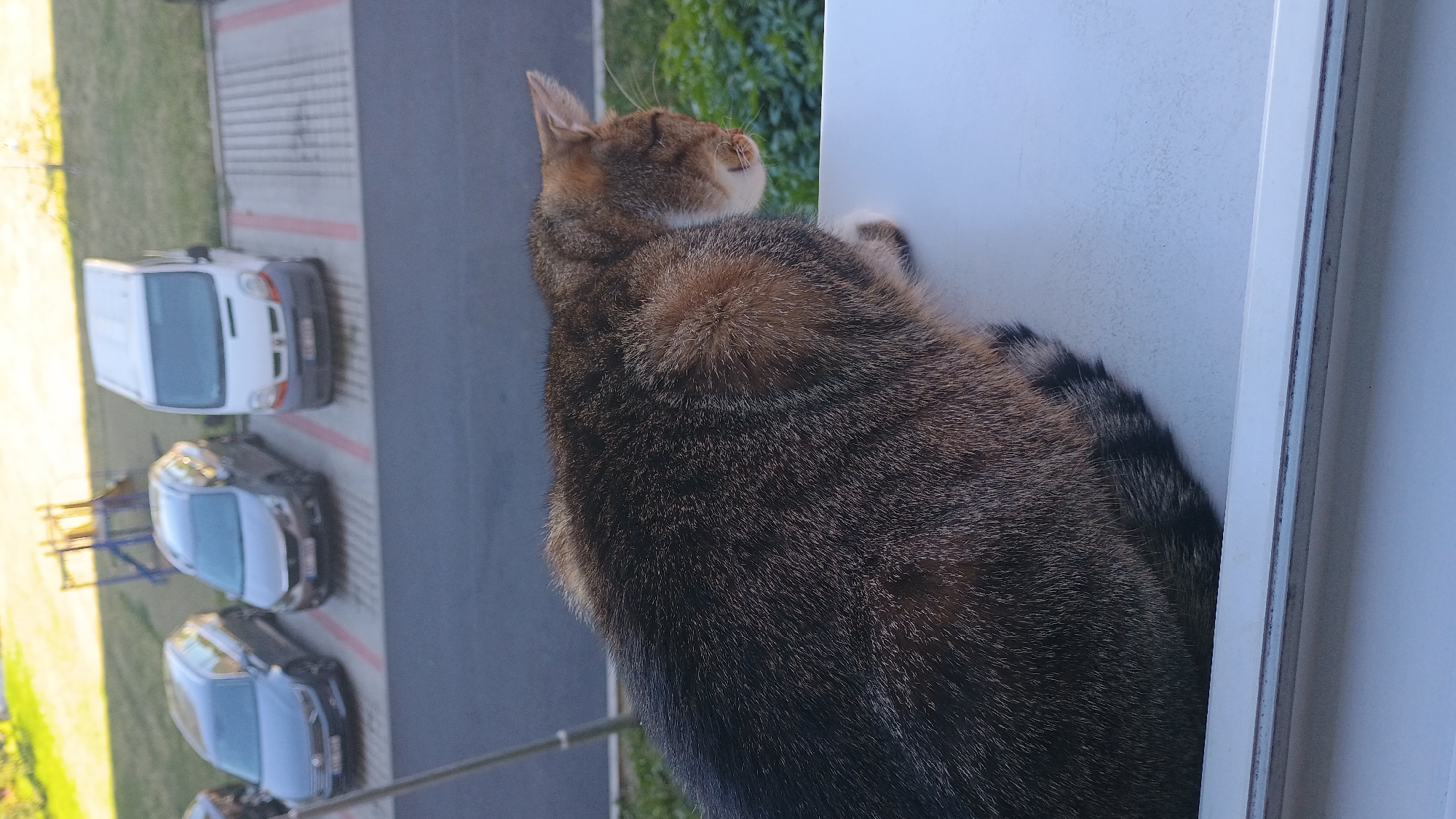 A tabby cat is sitting on a white windowsill, with its eyes closed and facing to the right. In the background, several parked cars and a white van are visible on an asphalt surface. The environment suggests an urban setting, possibly in Sokolov, Czechia, given the context. The lighting indicates it is daytime.