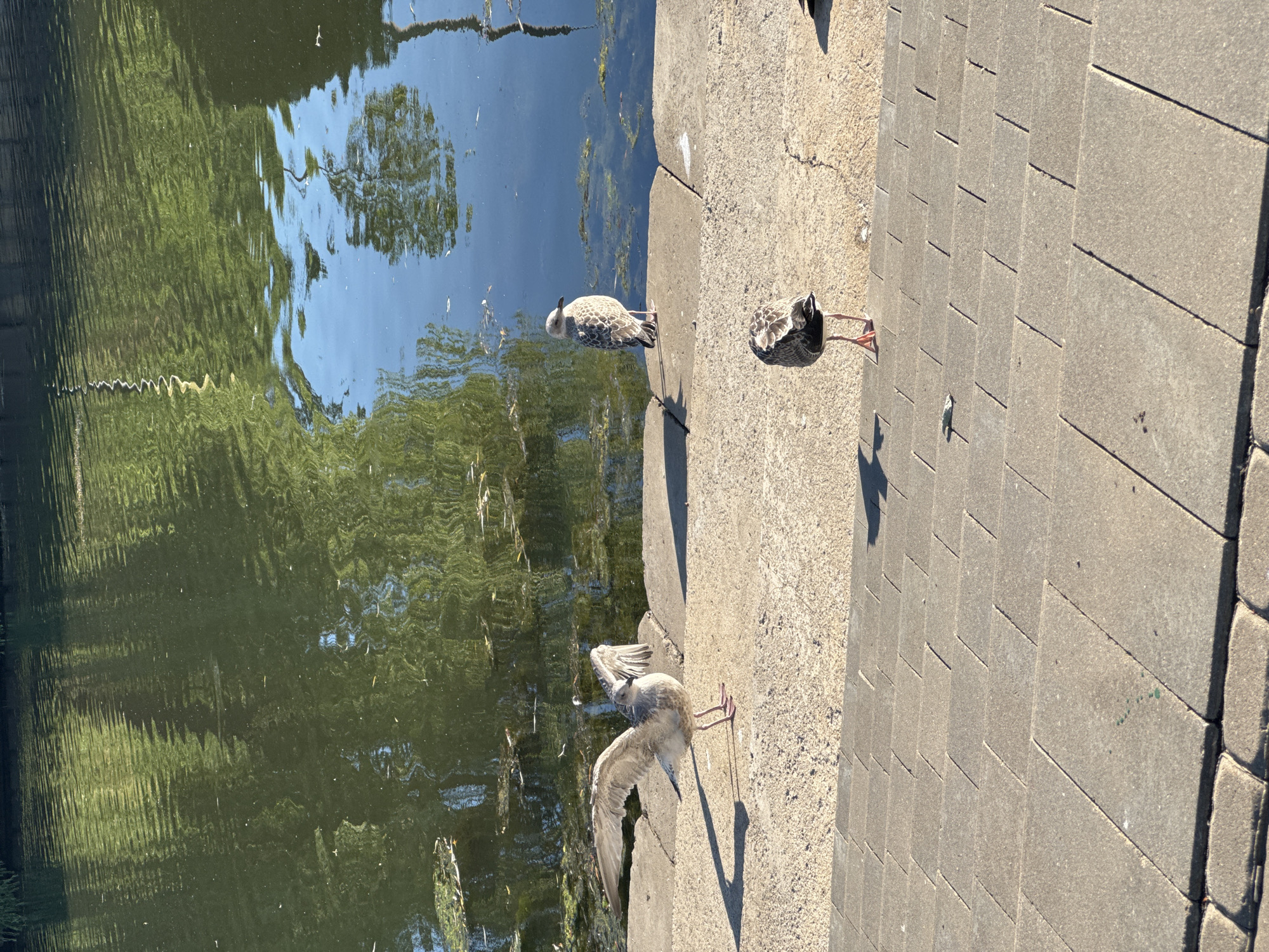 This image depicts a scene at the edge of a body of water, likely a pond or canal, with a paved walkway bordering it. The water is dark and reflects the surrounding greenery and sky, with ripples distorting the reflections. Algae or plant matter is visible in the water.
Several birds are present: two seagulls and another smaller bird, possibly a duckling or a smaller species of gull. One seagull is standing on the paved edge, preening its feathers with its wing raised. Another seagull is walking on the paved area, facing away from the camera. A third bird, which appears to be darker and possibly younger, is also on the paved edge, its head down as if foraging or resting.
The paved area is constructed of rectangular concrete slabs laid in a regular pattern, with some dirt and debris scattered on the surface. The edge between the water and the pavement is defined by larger concrete blocks. The lighting suggests it is daytime, with shadows cast by the birds and possibly nearby structures, indicating the sun is at an angle. The weather appears to be clear and sunny. The scene is peaceful and evokes a sense of nature coexisting with urban or park infrastructure. There is no visible text in the image.
