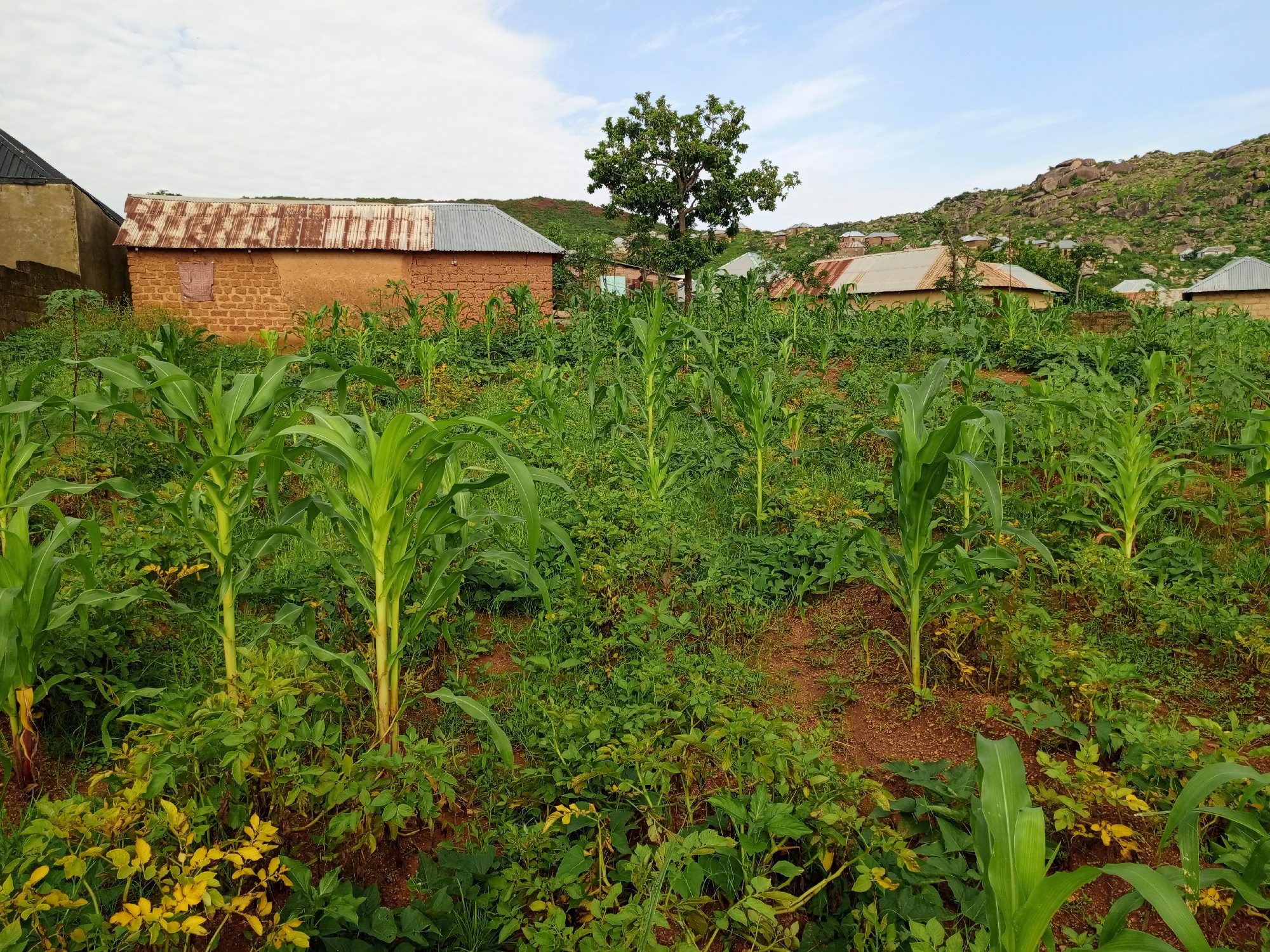 In the city of Rukuba Road, Nigeria, a rural landscape unfolds under a partly cloudy sky. The foreground is dominated by a lush field of young corn stalks, their green leaves reaching upwards. Interspersed with the corn are other green plants, some with yellowing leaves, suggesting a mixed agricultural plot. In the mid-ground, several rustic buildings with corrugated metal roofs are visible. These structures, constructed from mud brick, appear to be residential homes. One building on the left features a dark, pitched roof. A lone, mature tree stands prominently in the center of the image, its canopy providing a patch of shade. Further in the background, more houses are scattered, nestled against the base of a rocky, green hillside. The terrain suggests an area with hills or mountains. The scene depicts a traditional agricultural community.