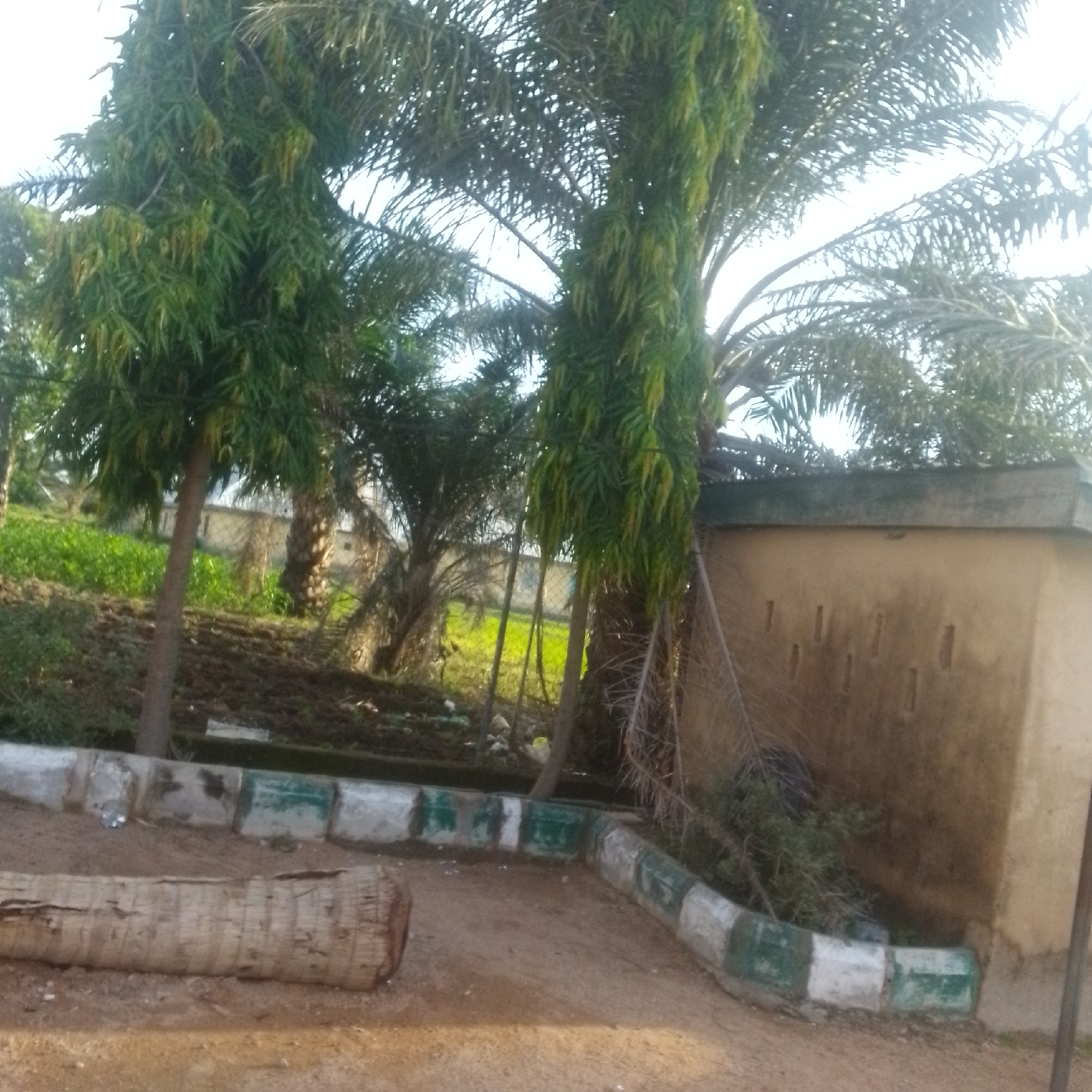 The image captures an outdoor scene, likely in Jalingo, Nigeria, characterized by lush vegetation and a rustic building. Dominating the frame are several tall trees with dense green foliage. One tree, in particular, stands out with its slender trunk and cascading leaves. In the background, a low-lying building with a light brown, textured wall is visible. The wall features several small, rectangular openings or windows. The ground is a mix of dirt and sparse greenery, with a broken concrete curb running along the foreground, alternating between white and green sections. A large, cylindrical piece of wood, possibly a fallen tree trunk, lies horizontally on the ground in the lower left quadrant of the image. The overall impression is of a somewhat overgrown, semi-urban or rural environment.