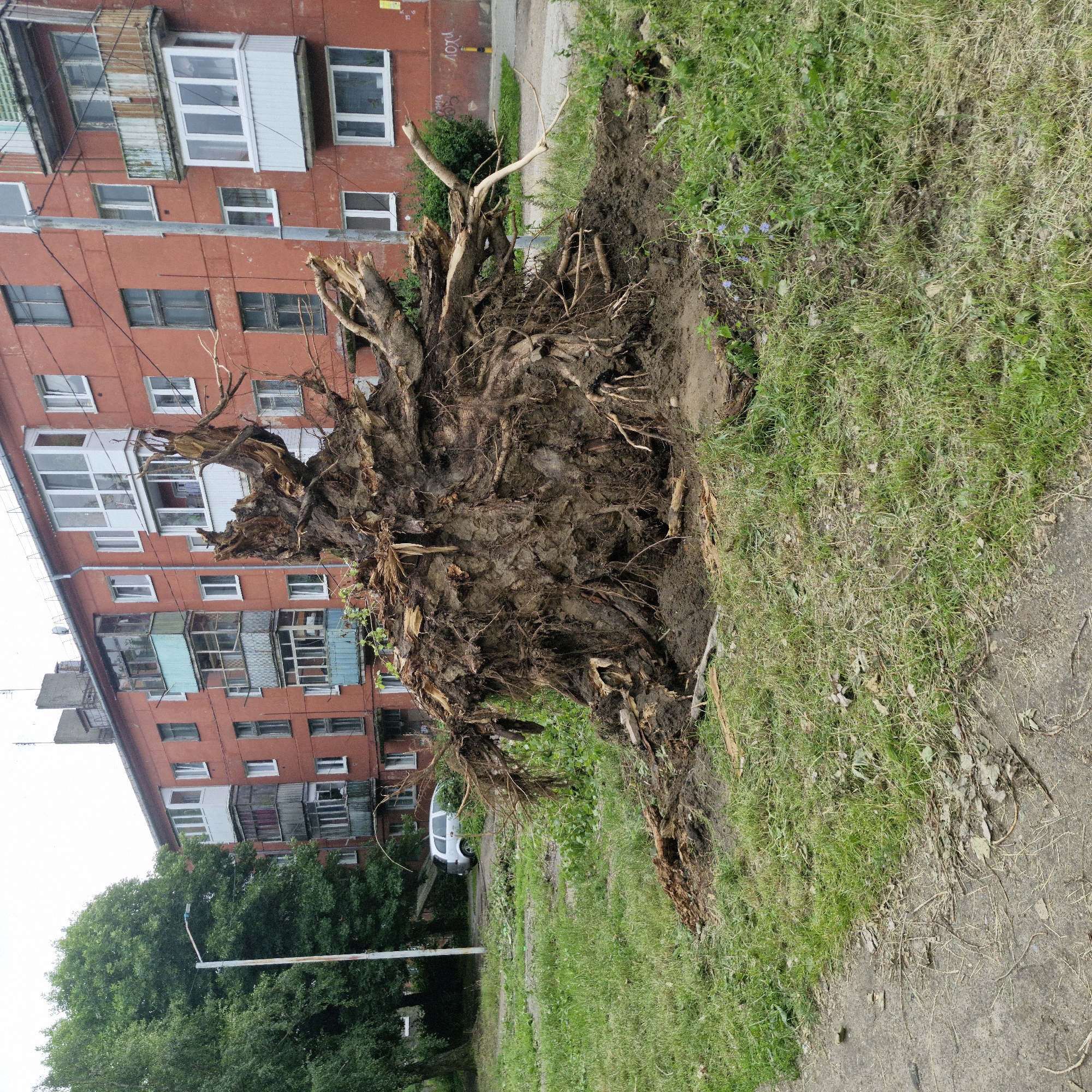 The image depicts a large uprooted tree stump and root ball lying on the ground in front of an apartment building. The tree appears to have been recently removed, as indicated by the disturbed soil and debris surrounding it. The apartment building, a multi-story structure painted in a reddish-orange hue, has several balconies. The surrounding environment is a grassy area with a paved path or sidewalk in the foreground. A street lamp is visible to the left of the frame, and a silver vehicle is parked in the background. The sky is overcast. The scene suggests an urban setting, possibly in Baltiysk, Russia, where such occurrences could happen due to weather events or maintenance. There are no people visible in the image.