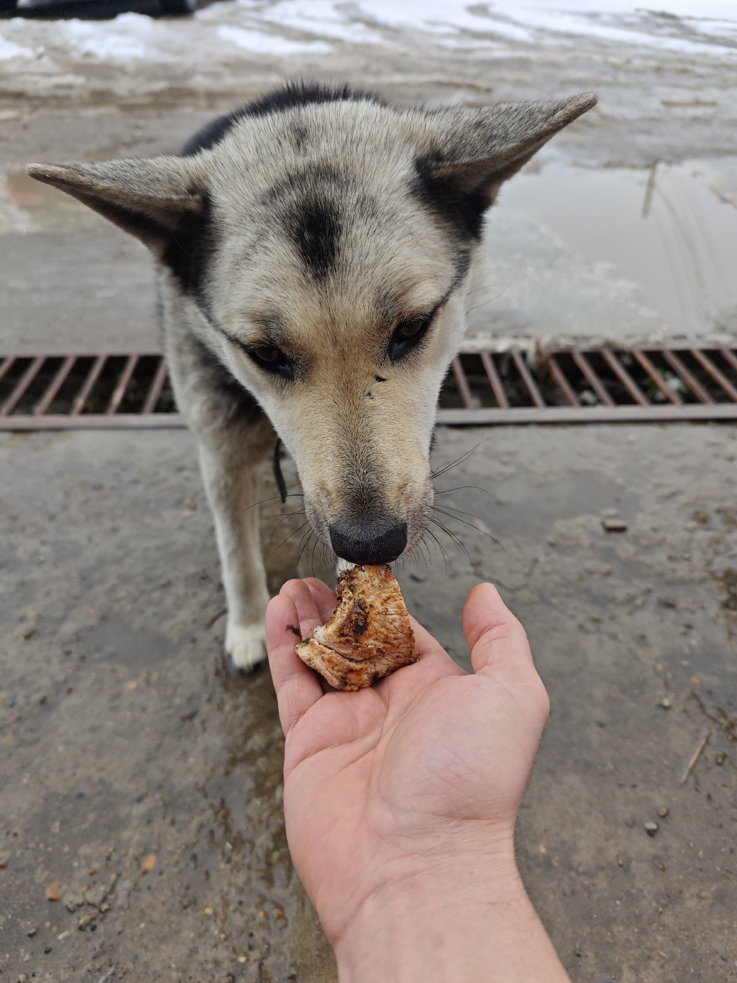 A medium shot depicts a gray and beige colored dog eating a piece of meat from a person’s hand. The dog is mostly gray with black coloring on the crown of its head and some beige coloring on its face. The dog has pointed ears and dark eyes. The person’s hand is in the foreground holding a brown, irregularly shaped piece of meat. The background consists of a wet concrete surface and a metal grate. Beyond the grate is a dirt and snow mixture. The location is the city of Chaikovsky, Russia.