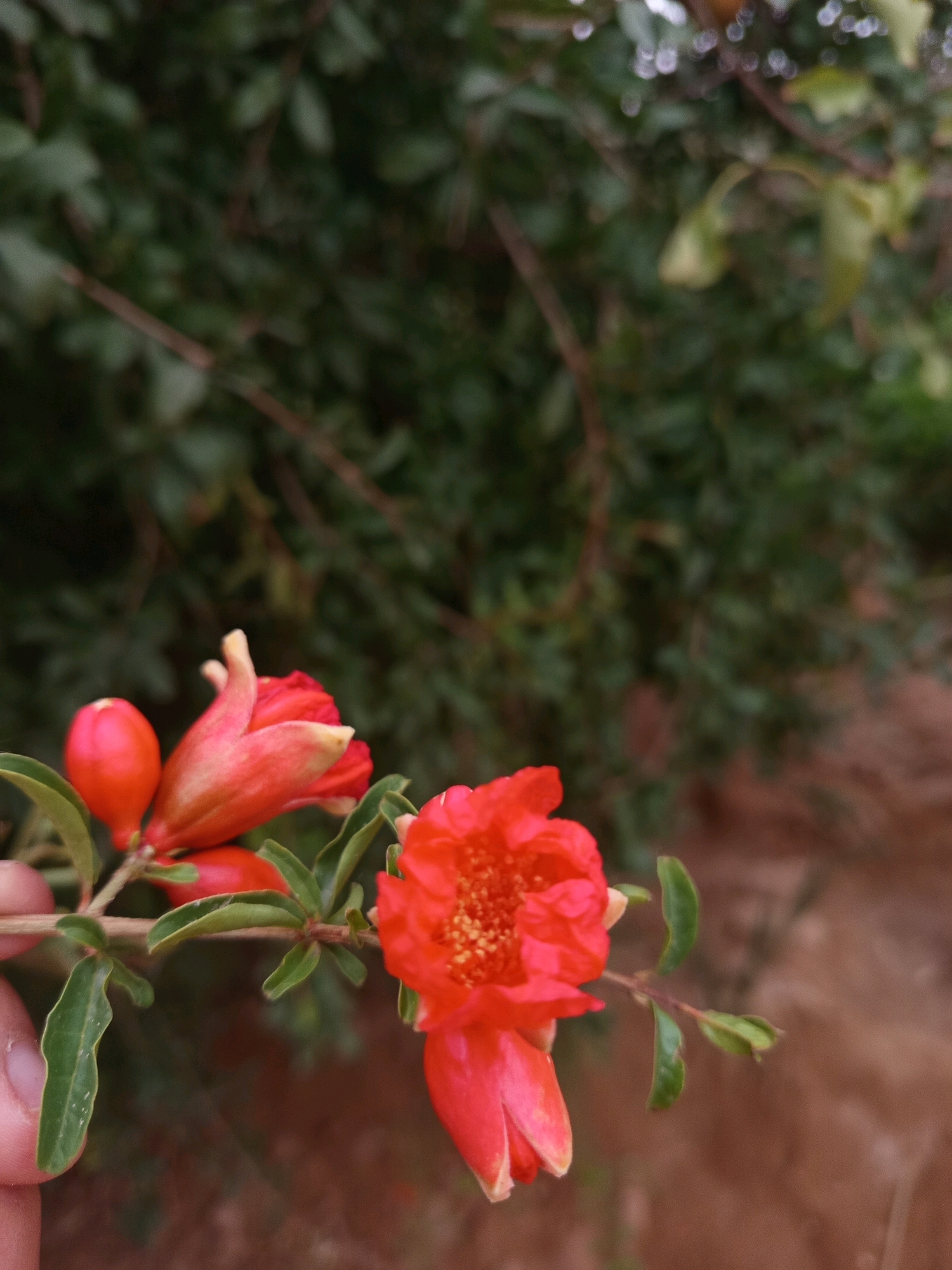 A close-up, eye-level, outdoor, full shot shows bright red pomegranate flowers and buds on a branch. The flowers are in various stages of bloom, with one fully open flower in the center right of the frame, revealing its numerous stamens. To the left, a bud is prominently displayed, and another is partially visible behind it. A finger, presumably belonging to the photographer, is in the bottom left corner, holding the branch. The background is softly blurred, with dark green foliage of a pomegranate tree dominating the upper half of the image and a reddish-brown, dry ground visible in the lower right. The scene suggests a warm, possibly arid environment, consistent with the climate of Rissani, Morocco, known for its date palm oases and traditional agriculture.