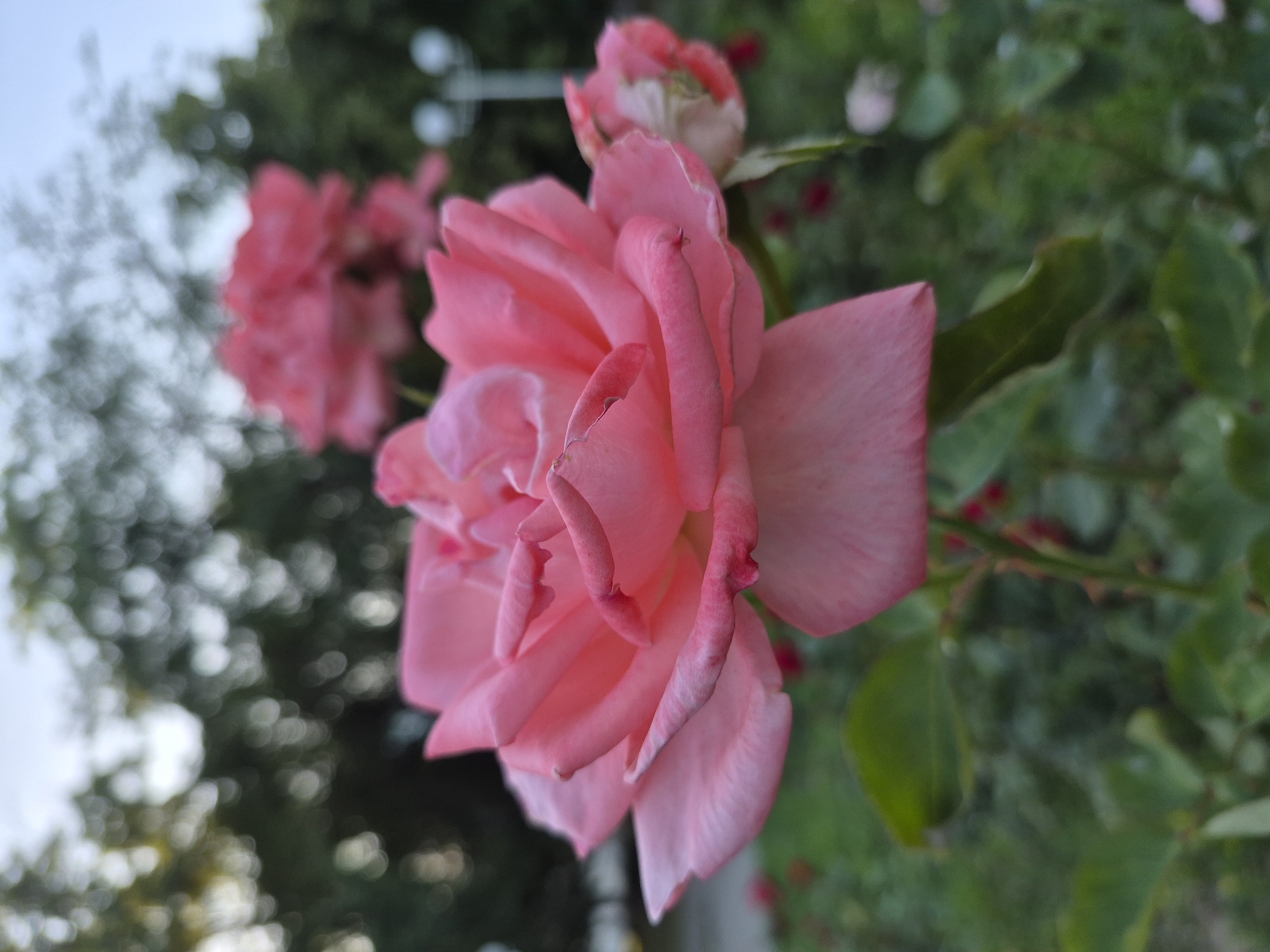 A close-up, low-angle shot shows a vibrant pink rose in sharp focus, its delicate petals unfurling. The rose is positioned in the foreground, with its stem and green leaves visible below. In the background, a second, slightly out-of-focus pink rose can be seen, along with blurry green foliage and a hint of a pale sky. The scene appears to be an outdoor setting, possibly a garden or park, with a few indistinct lights visible in the far background. The lighting suggests it is either early morning or late evening.