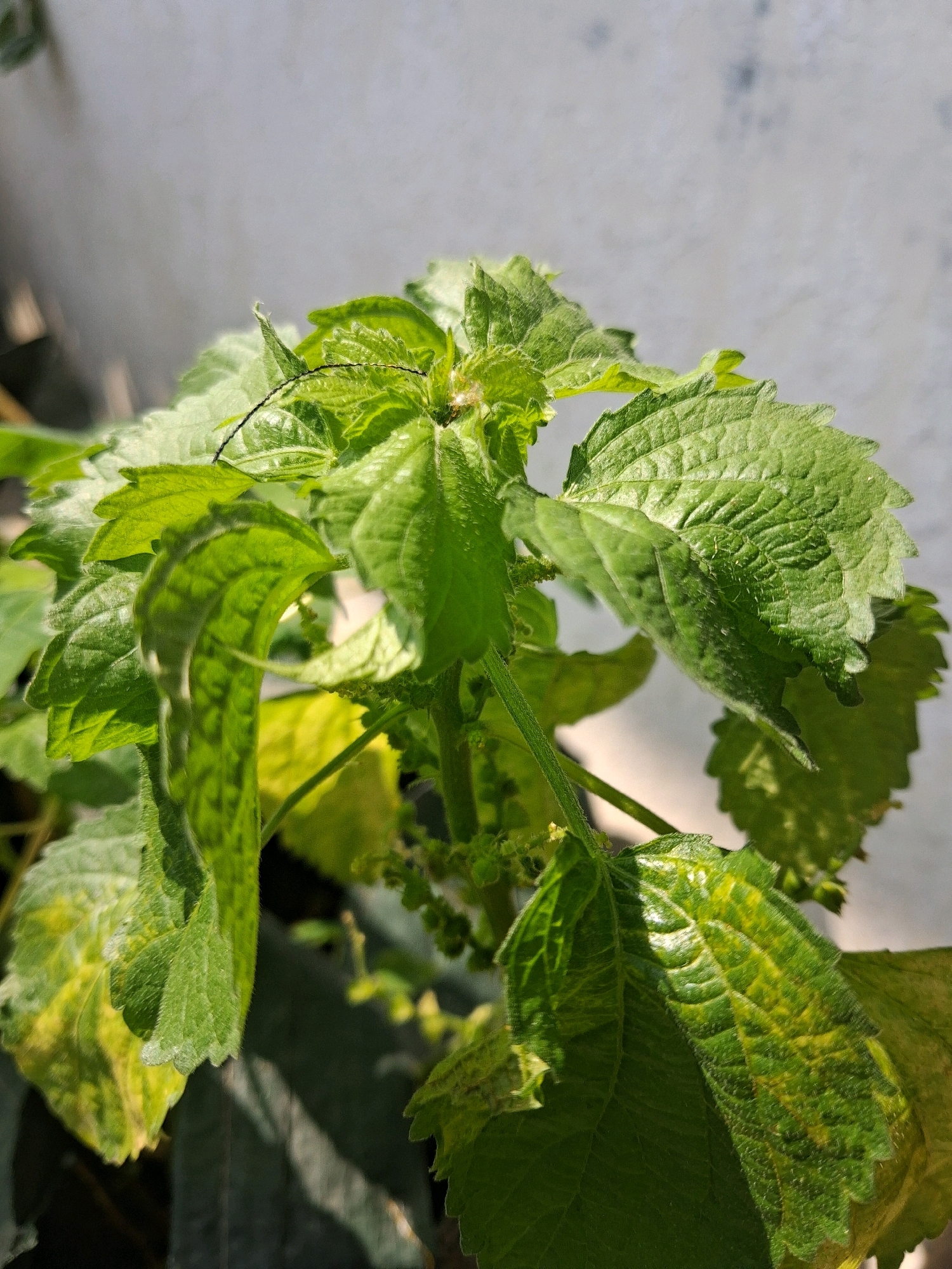 The image shows a close-up view of a green plant with serrated leaves. The plant appears to be outdoors, with a bright, diffused light suggesting it is daytime. The background is a pale, textured surface, possibly a wall, with some blurred darker areas that could be shadows or other foliage. There are small buds or flowers visible on the plant's stems. Some of the leaves show signs of yellowing, particularly along the veins. The overall impression is of a healthy, growing plant, though some minor stress or aging may be present. The location in Surakarta, Indonesia, is not discernible from the visual elements of the photograph.