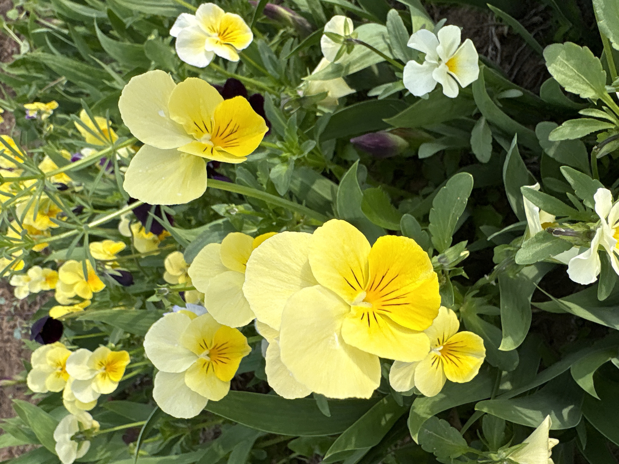 The image shows a close-up of a garden bed filled with blooming pansies in various shades of yellow and white. The flowers are vibrant and healthy, with clear details of their petals and markings. The background is a mix of green leaves and stems, creating a lush setting. No people, subjects, or actions are visible in the scene. The image provides no information to link it to the city of Chaikovsky, Russia.