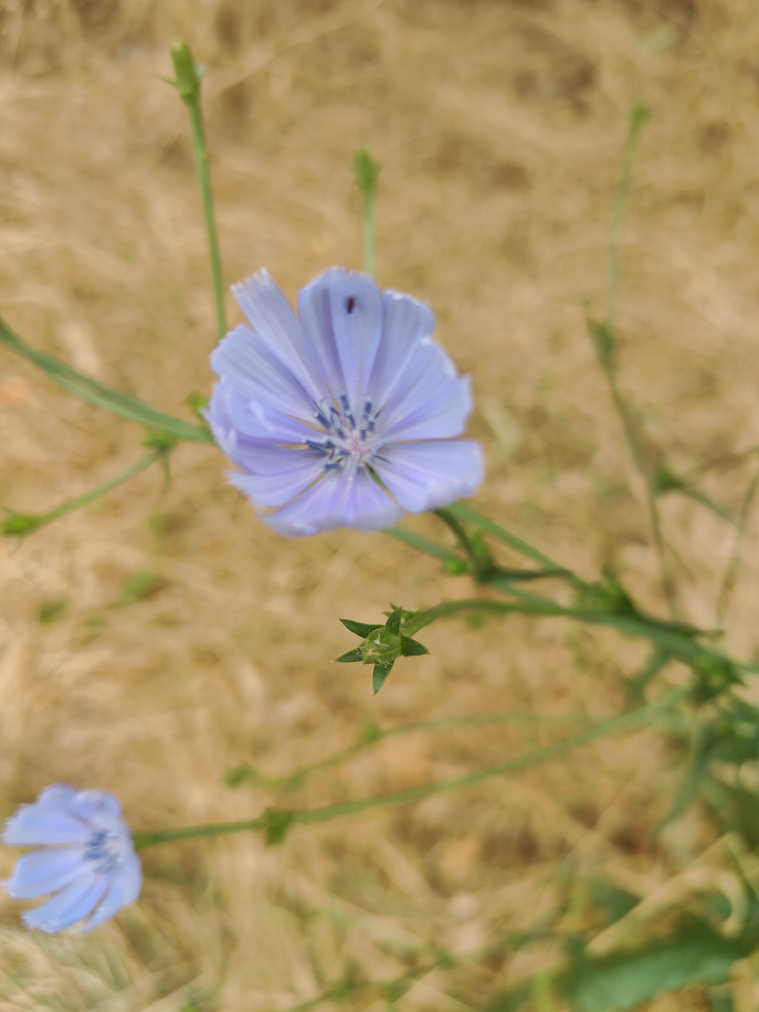A light blue chicory flower is in sharp focus, its delicate petals fanning out from a central blue stamen. A tiny black speck, likely an insect, rests on one of the petals. The flower is part of a thin green stem that extends diagonally across the frame. Below and to the left, another chicory flower is visible, slightly out of focus and appearing smaller. A small green bud sits below the main flower. The background is a blur of dry, golden grass, suggesting a natural or rural setting. The scene is devoid of human presence and any specific urban landmarks that would tie it to Chornomorsk, Ukraine.