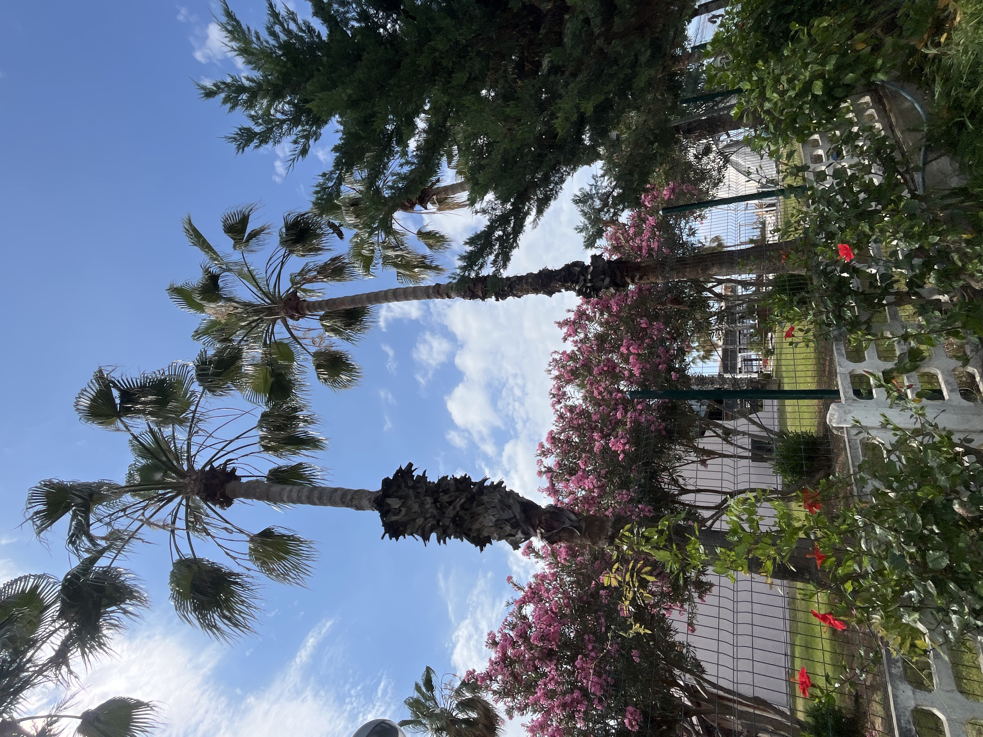 The image shows a low-angle view of palm trees against a blue sky with wispy clouds. The location is likely Alanya, Turkey, based on the prevalence of palm trees in the area. Tall palm trees with fan-shaped leaves dominate the left side of the frame, their trunks extending upwards. A darker green tree is situated in the upper right corner. In the midground, a row of pink flowering bushes grows next to a fence, with houses visible in the background. Red hibiscus flowers are visible in front of the white fence.