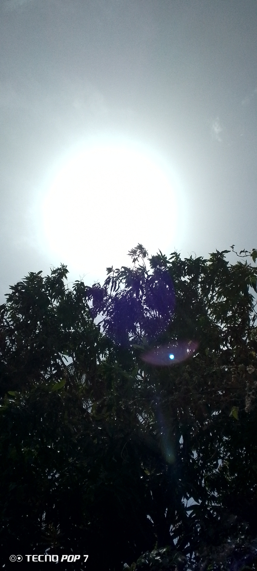 The image shows a view looking up into a tree with the sun obscured by the leaves. The sky is bright and overcast. The tree's foliage is dark green and fills the lower portion of the frame. A lens flare is visible in the middle of the image. The text "TECNO POP 7" is visible in the bottom left corner of the image. There is no explicit information to place this image in the city of Altagracia, Venezuela.