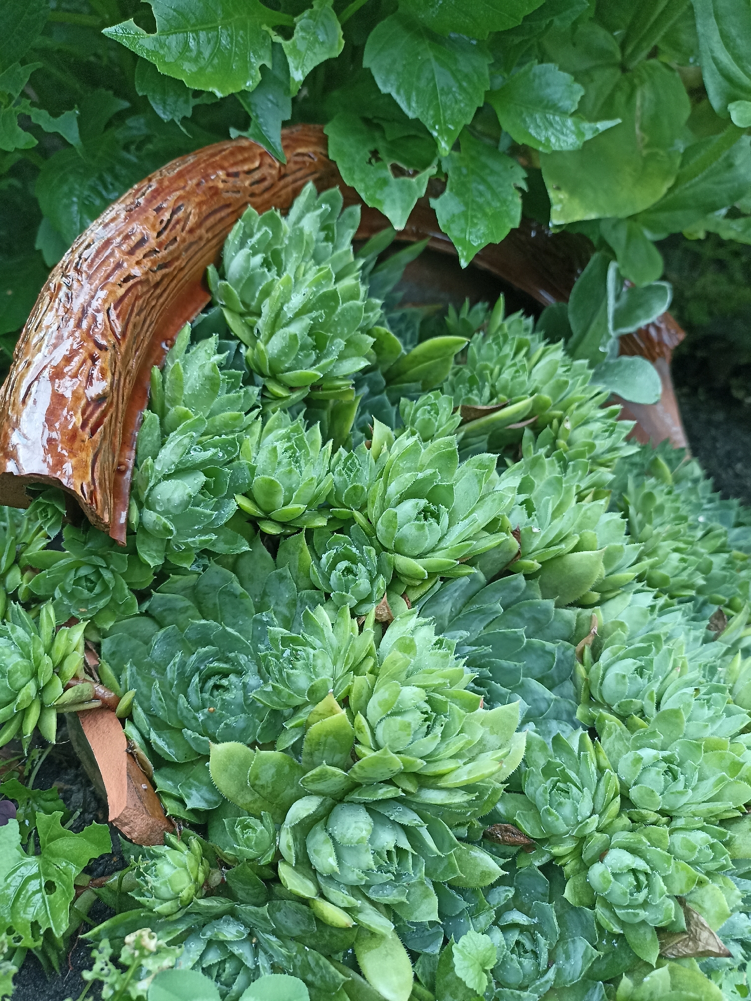 The image shows a close-up, overhead view of a cluster of Hens and Chicks plants (Sempervivum) growing in a planter. A portion of a textured, brown ceramic pot edge is visible on the left side of the frame, with a pattern of carved lines and a glossy finish, wet from what appears to be rain or watering. The succulent rosettes of the plants are a vibrant green and are covered in small water droplets. In the background, out-of-focus green foliage is visible, suggesting an outdoor setting. There are no people or animals present in the image, and no specific details indicate a location in Mochische, Russia. The scene is static and focuses solely on the plants and the pot fragment.