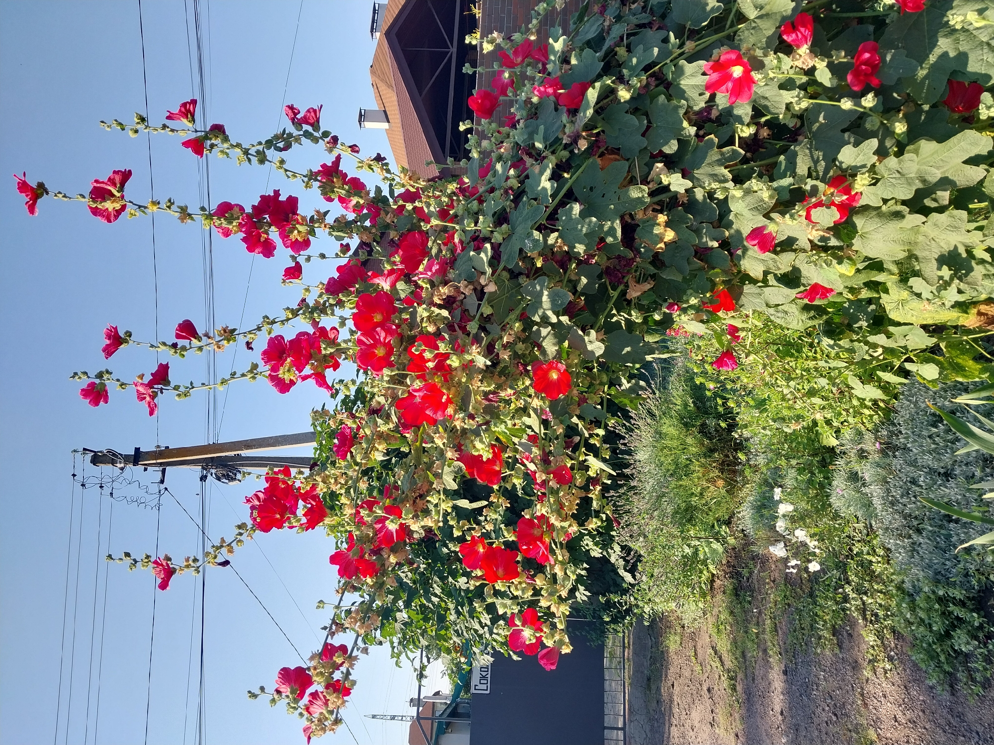 In Doslidne, Ukraine, a close-up shot captures a vibrant hollyhock plant with abundant red blooms, reaching upwards towards a clear blue sky. The plant's tall stalks are laden with large, red, trumpet-shaped flowers and green leaves. In the background, utility poles with electrical wires and a residential building with a brown, tiled roof are visible. A dark metal gate with "COKO" inscribed on it stands to the left of the hollyhock. The foreground features a garden bed with various plants, including a cluster of small white flowers and silvery-green foliage, bordering a gravel pathway. The lighting suggests a sunny day.