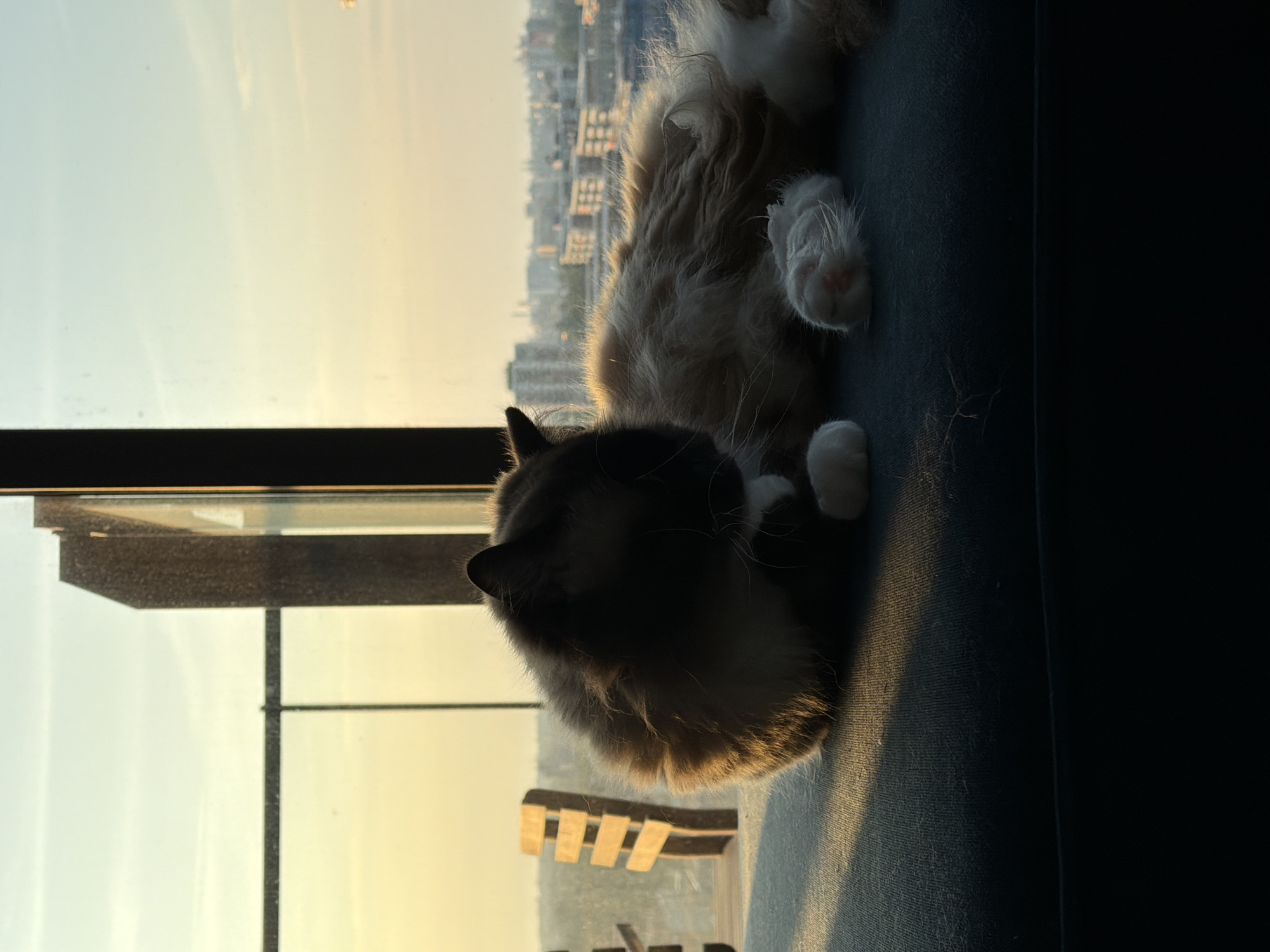 A long-haired cat with cream-colored fur and dark brown markings on its face and ears is lying on a dark blue upholstered surface. The cat is facing to its right, grooming its paws. The scene appears to be indoors, near a large window that offers a view of the city of Rijswijk, Netherlands, bathed in the warm glow of sunset. The window has a dark frame and a horizontal railing. A wooden slatted chair is visible to the left, outside the window. The lighting suggests it is late afternoon or early evening.