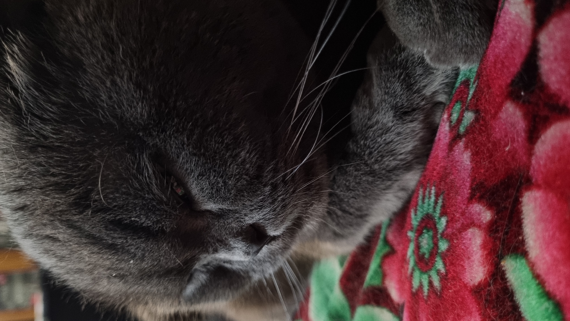 A close-up, low-angle shot captures a grey cat with its eyes partially closed, resting on a red and green patterned blanket. The blanket features a floral design with green centers and pink petals. The cat's fur appears soft and dense. The background is dark and out of focus, providing no environmental context. There is no indication of location in Vysokoe, Russia.