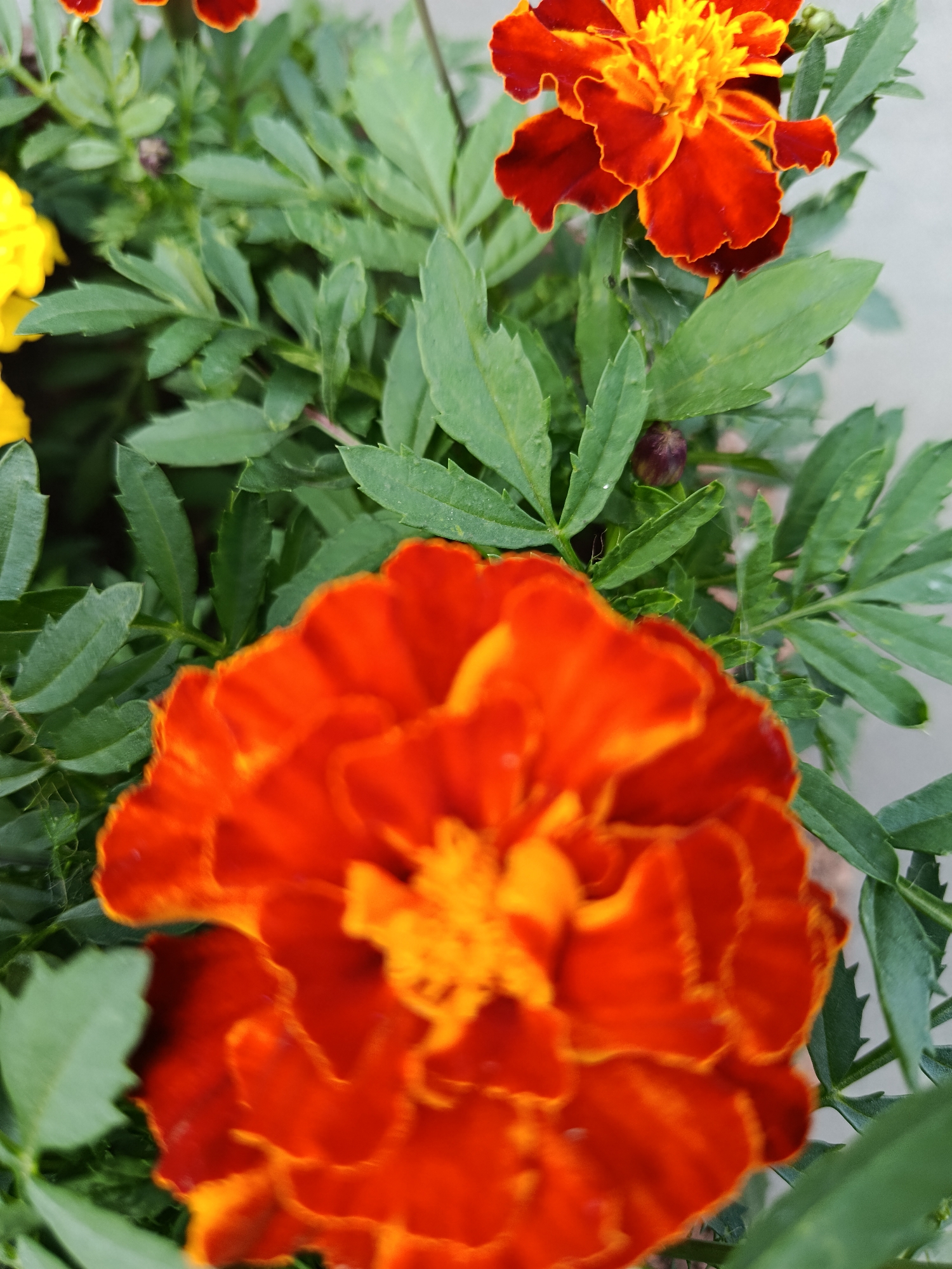 The image is a close-up, vertical shot of bright orange and yellow marigolds with green foliage. The focus is primarily on the flowers and leaves, with the background appearing slightly blurred. One marigold in the foreground is mostly in focus, displaying its ruffled petals and yellow center. Another marigold, with red-edged petals and a yellow center, is visible in the upper right, out of focus. A dark bud is also present among the leaves. The scene suggests an outdoor setting, possibly a garden or park in a city like Kyiv, Ukraine, given the context provided. There are no people or animals visible. The overall impression is a vibrant, naturalistic depiction of blooming marigolds.